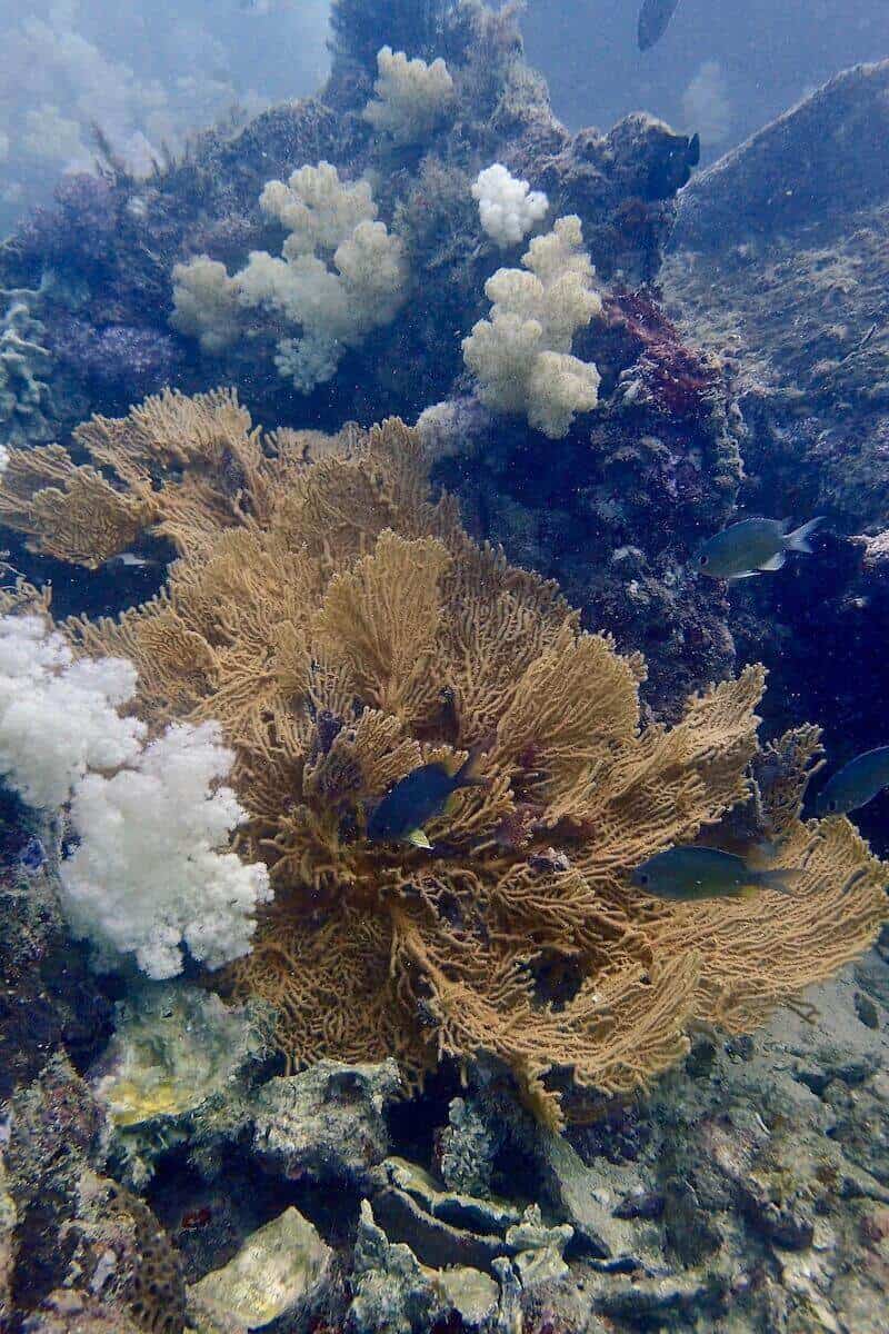 Buddha Island