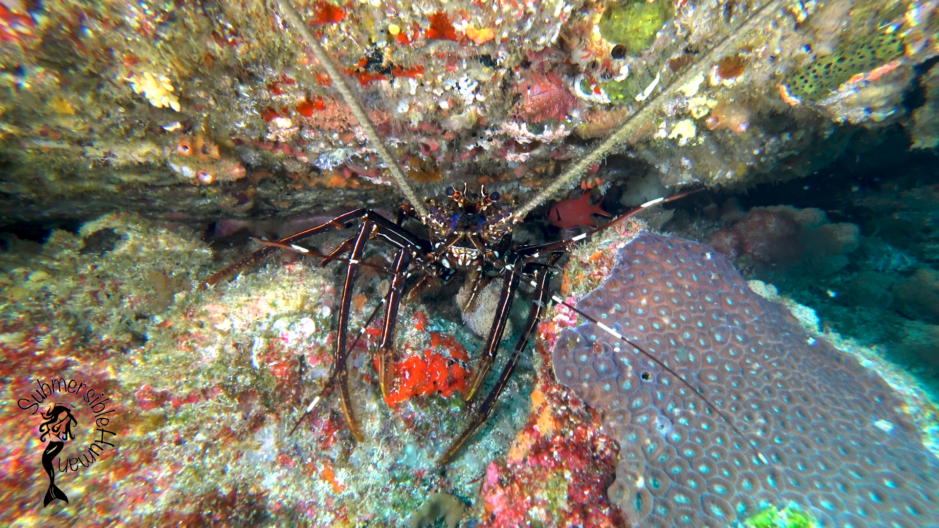 Aldens Cave - Flinders Reef photo 2