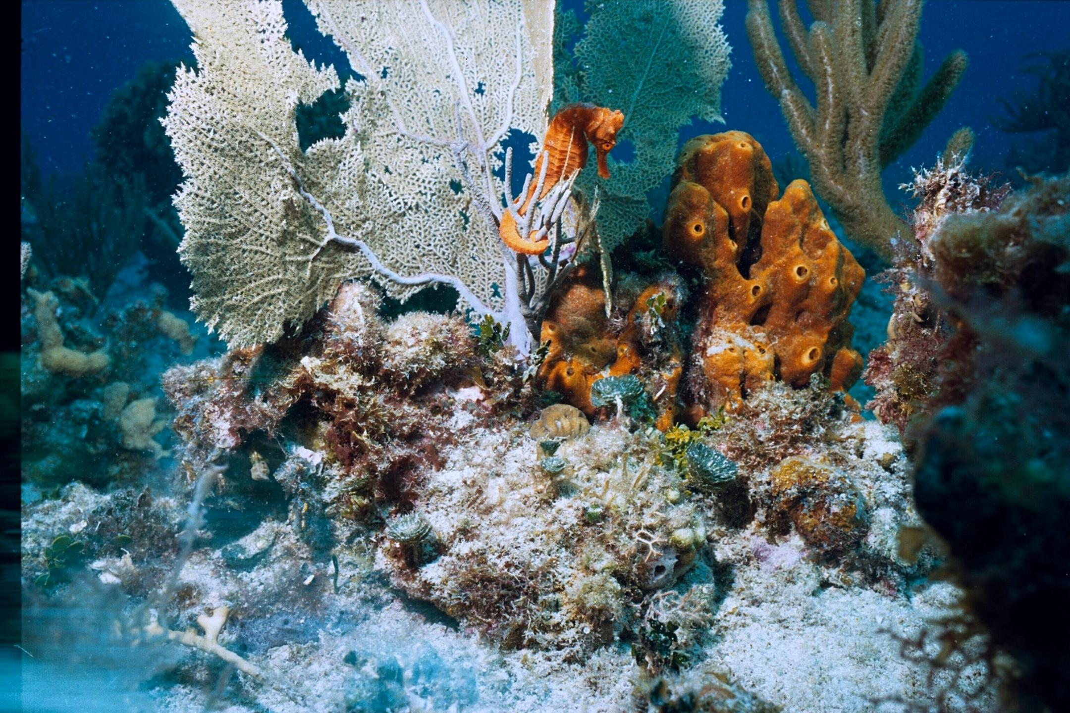 Lambugan Dive Site