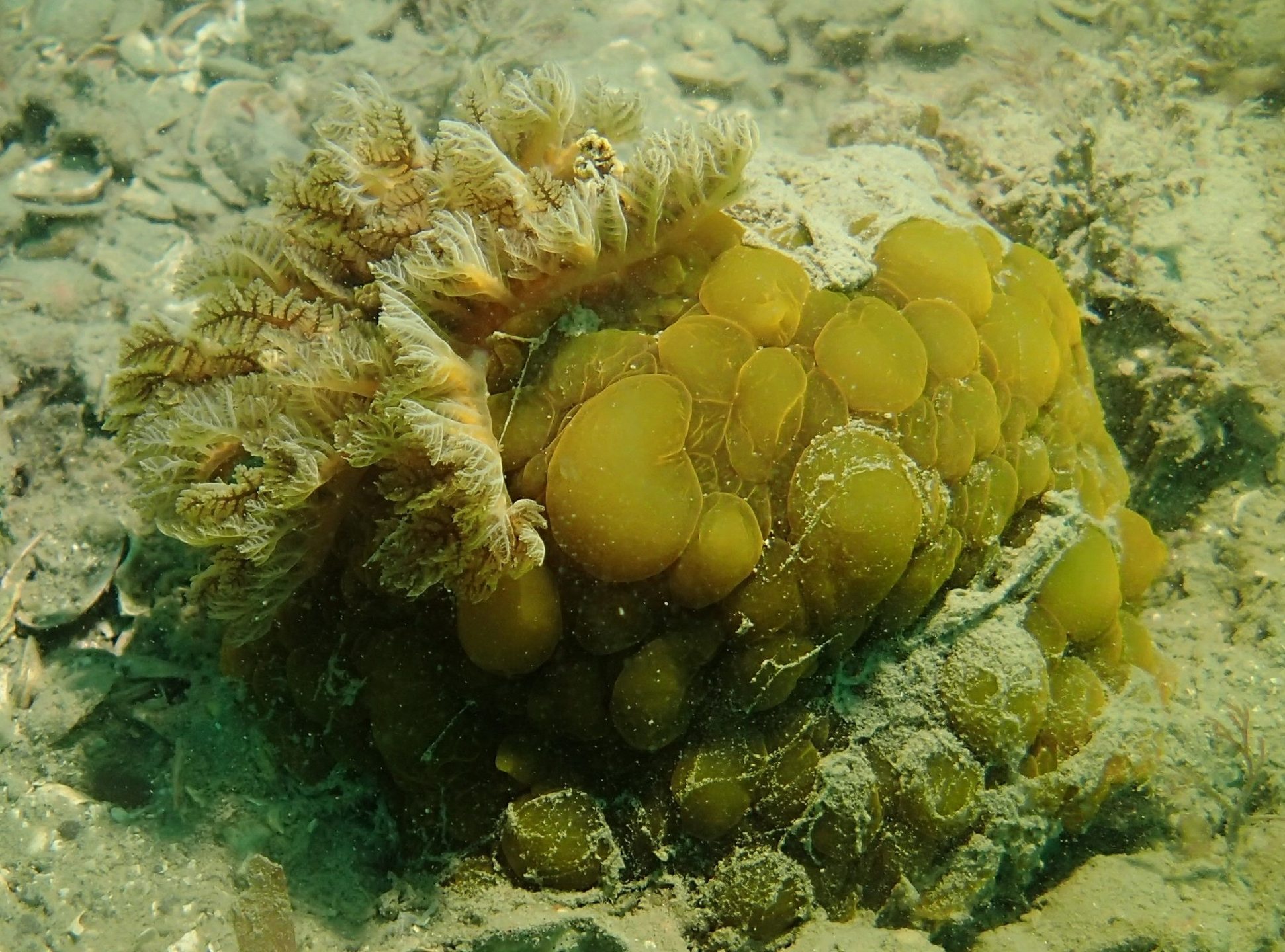Mahanga Bay photo 5