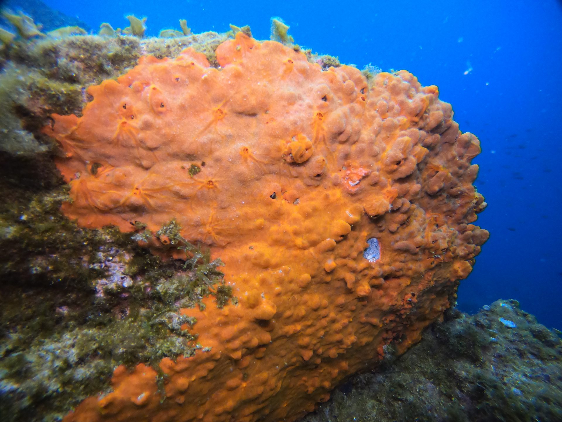 Taxiarxis reef photo 14
