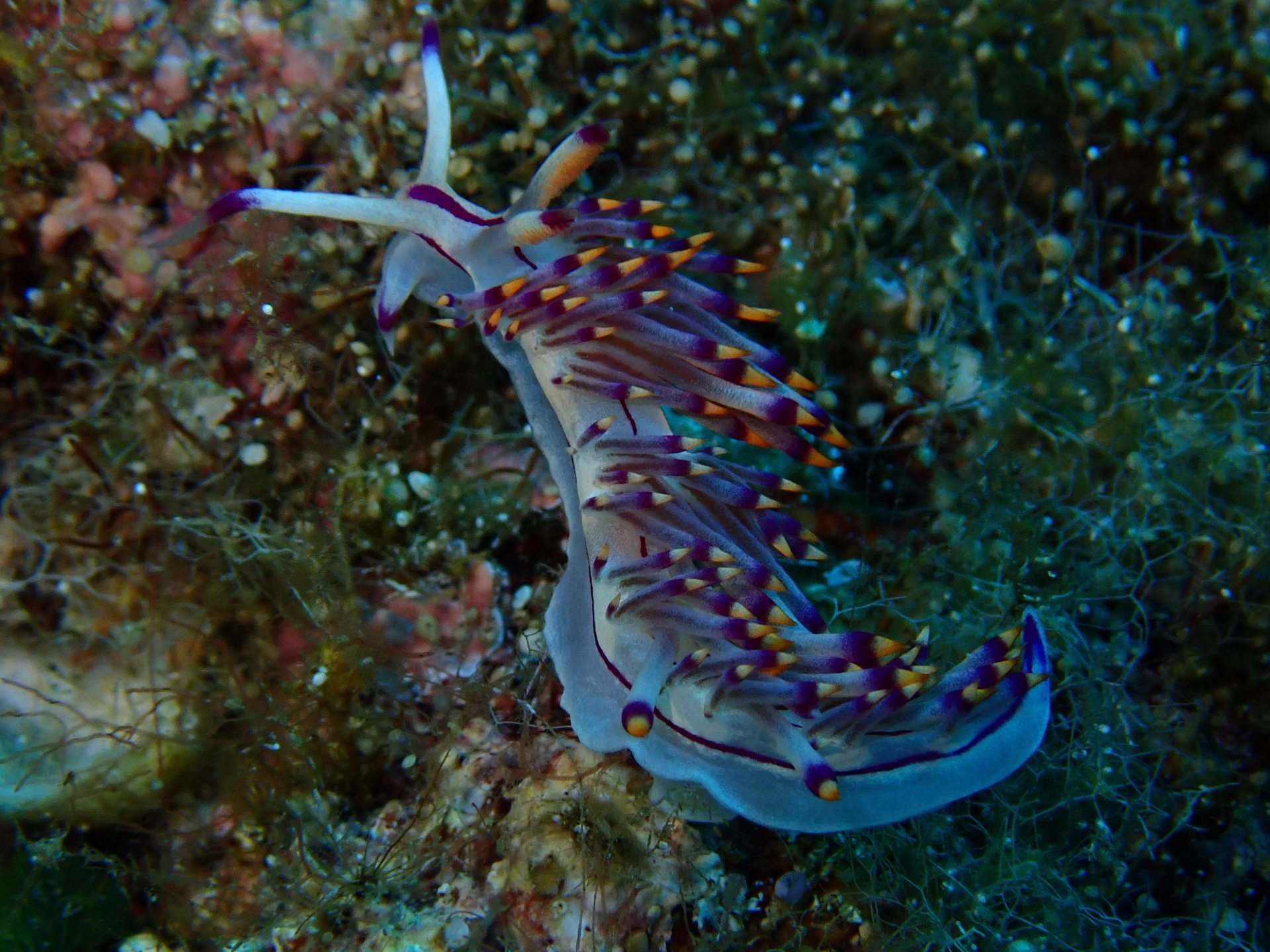 Pachia reef photo 12