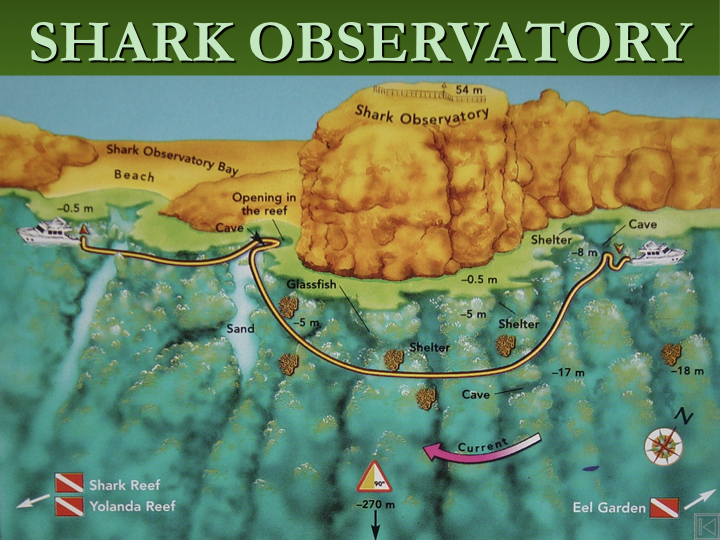Shark Observatory - Ras Mohammed photo 6