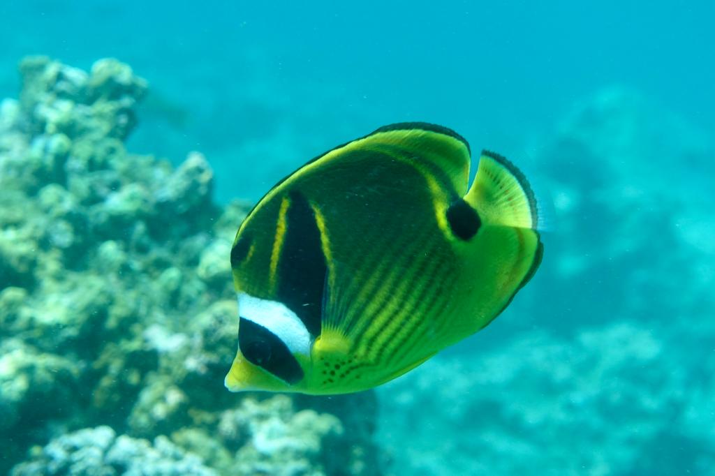 Mnemba Atoll