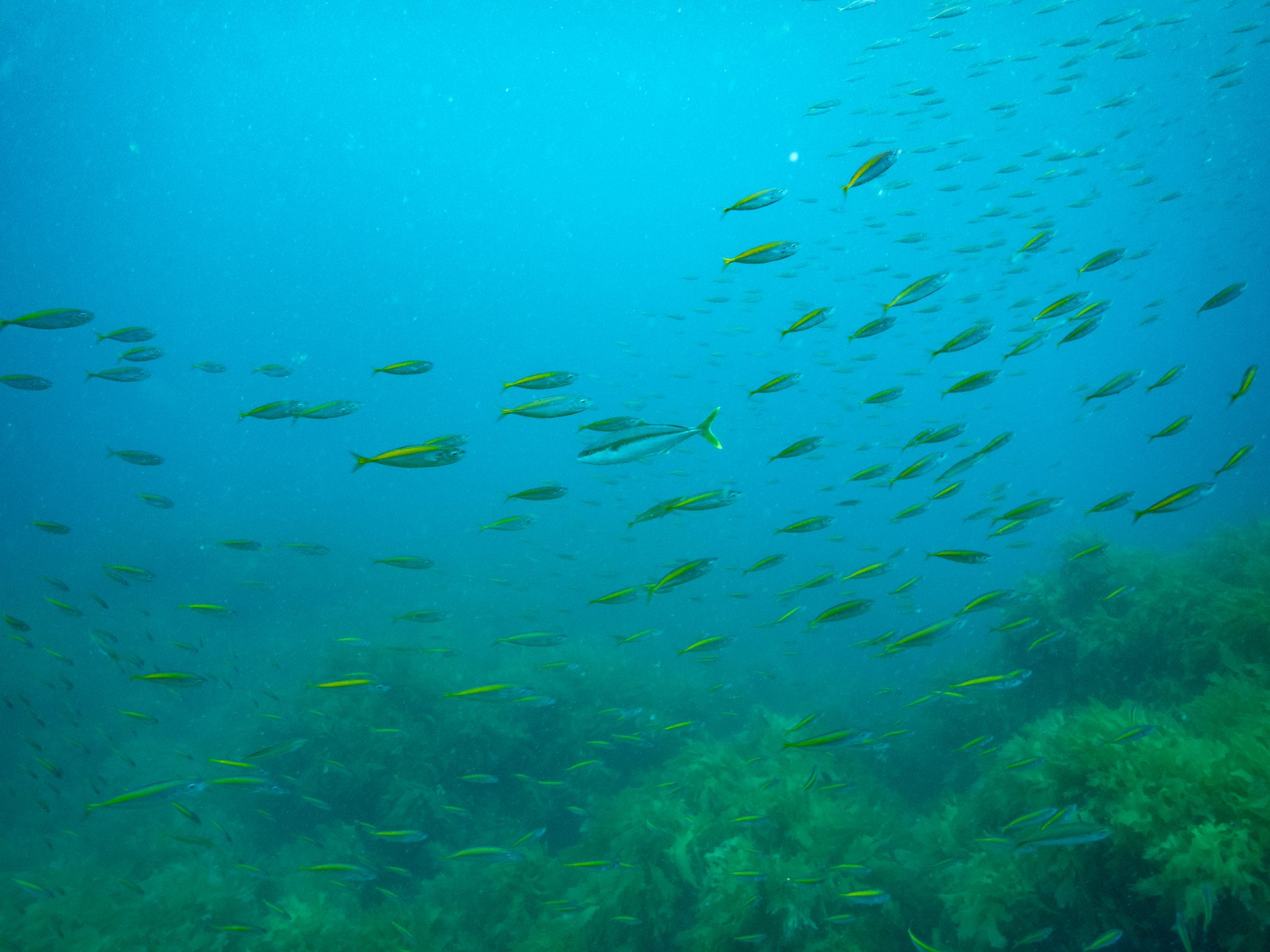 Putahaha Island photo 4