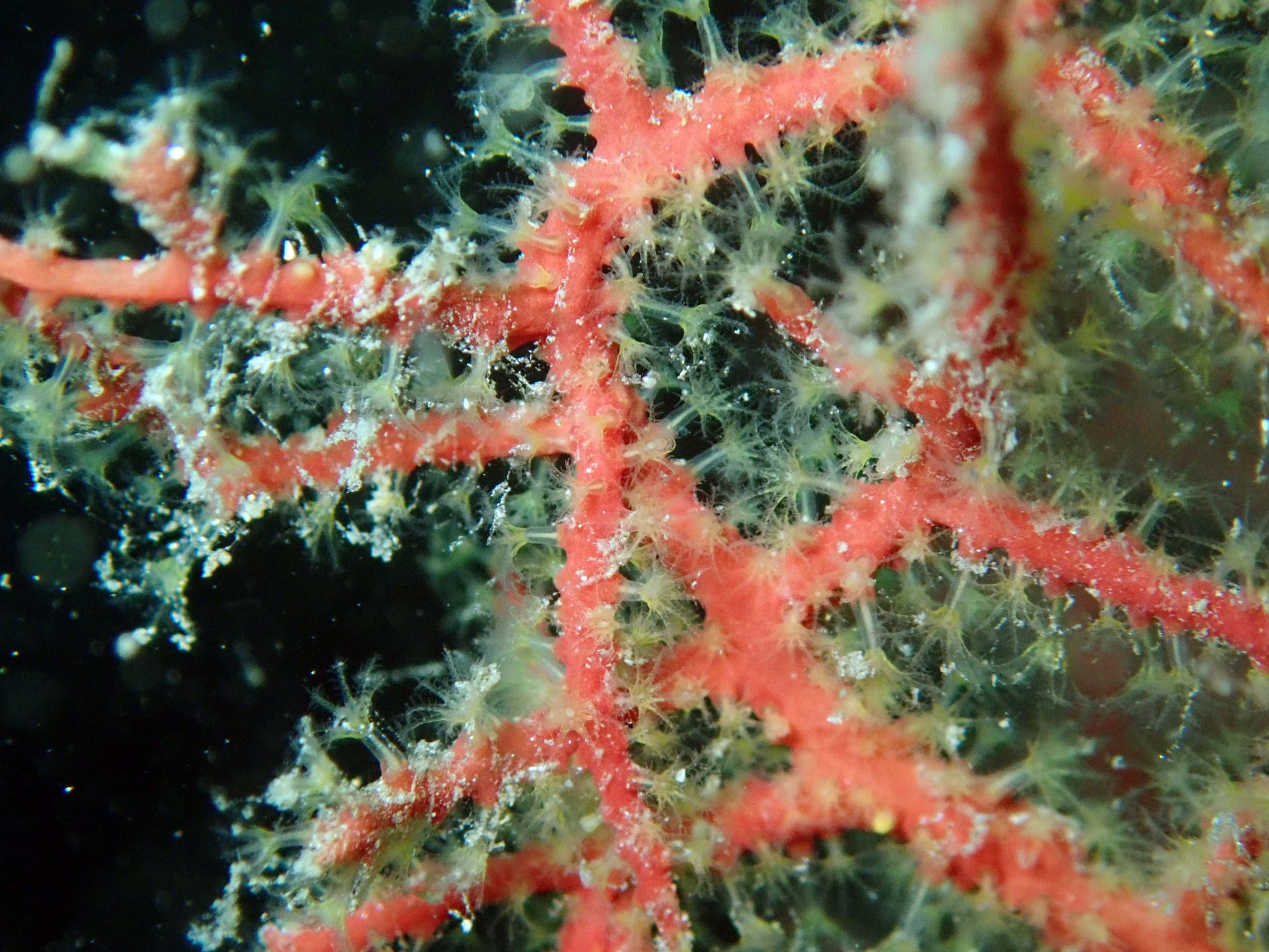 Las Gorgonias photo 6