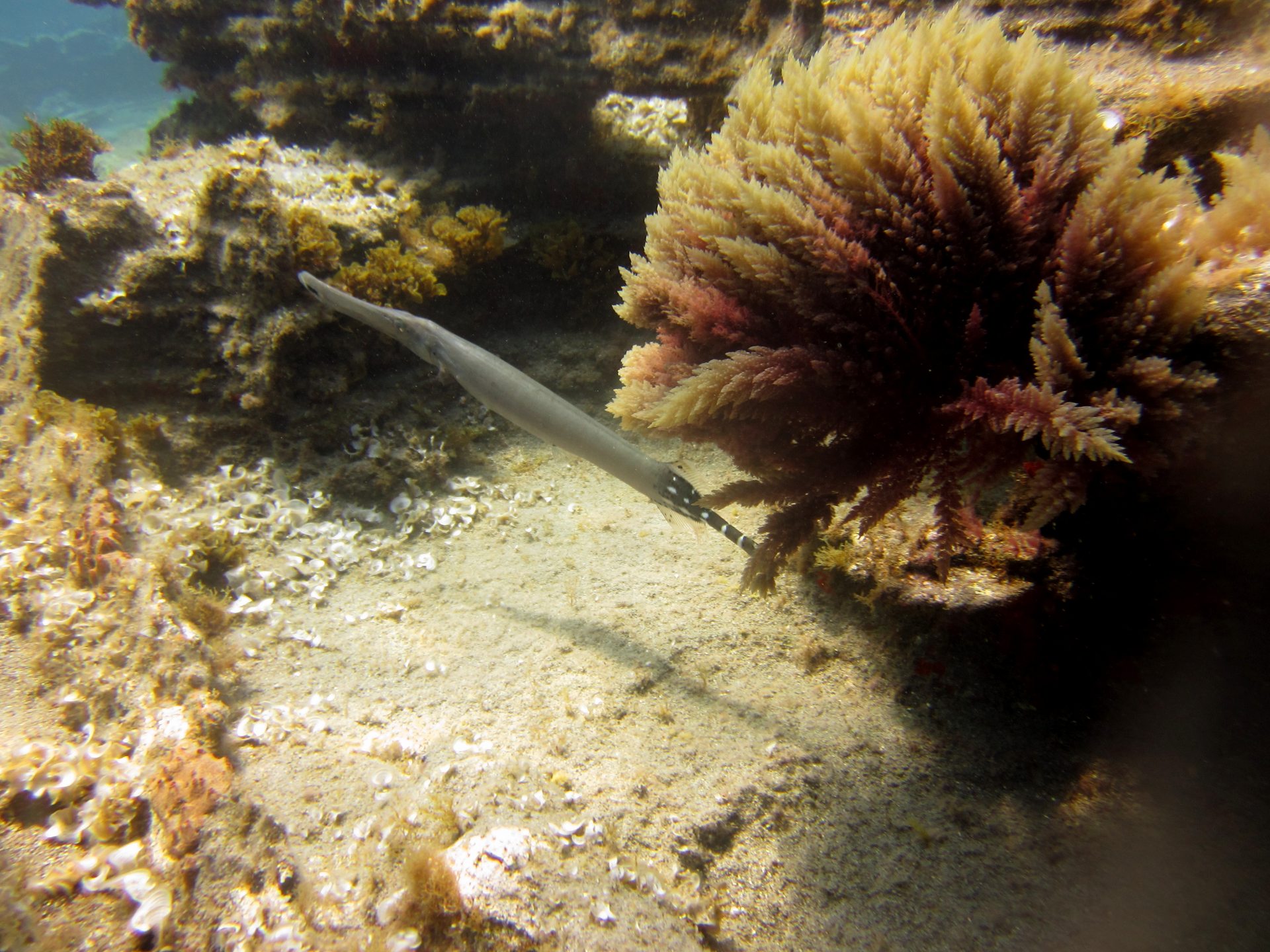 Trumpet Fish Cave
