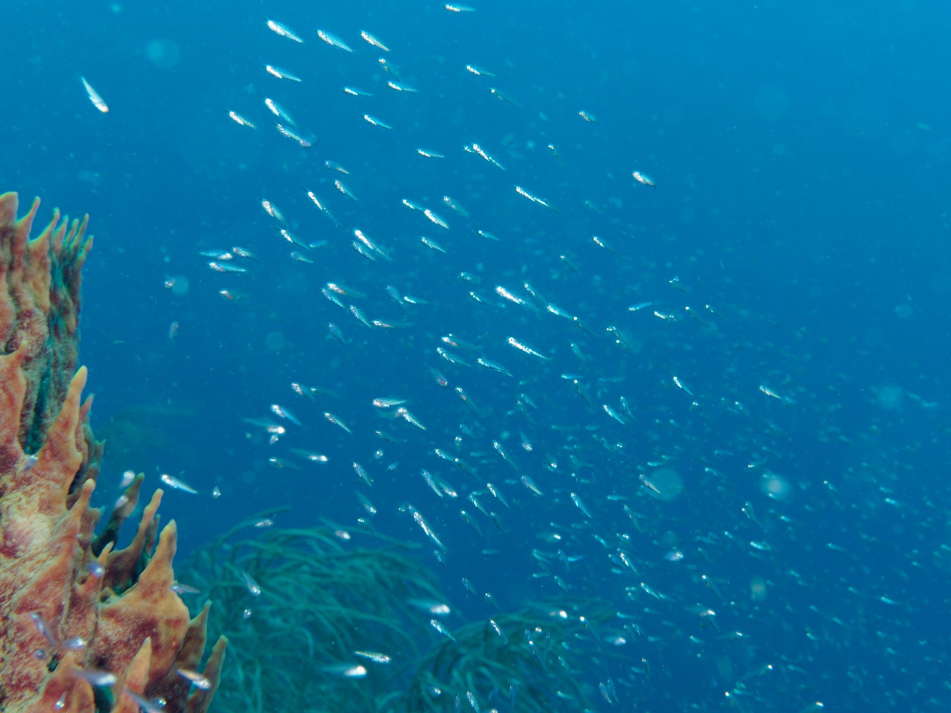Reserve Cousteau North wall photo 5