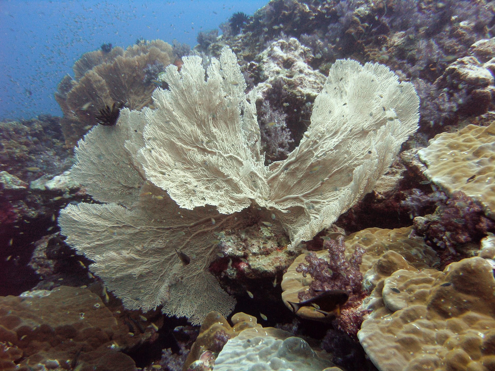 Koh Tachai Pinnacle photo 2