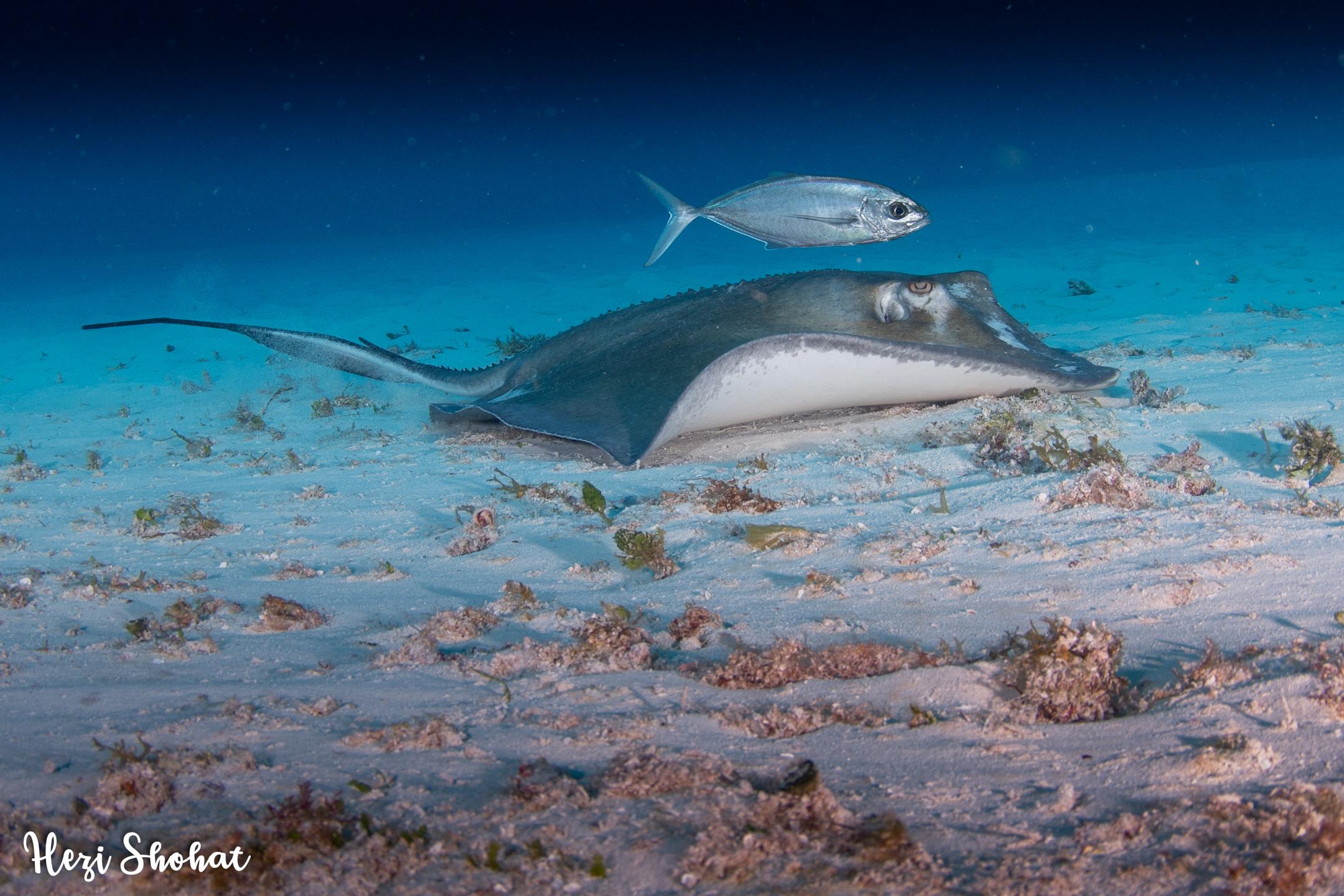 Yucab reef photo 2