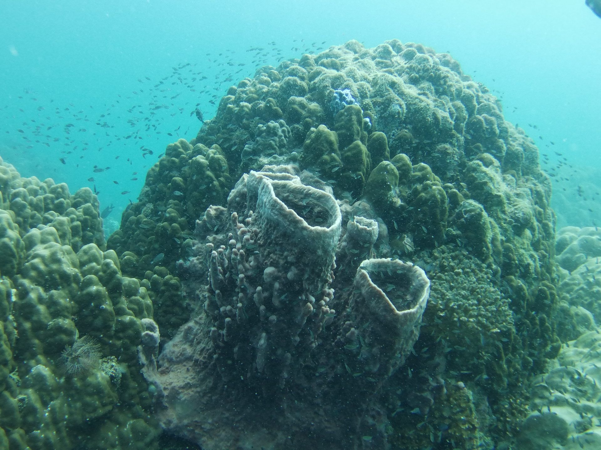 Turtle Island photo 4