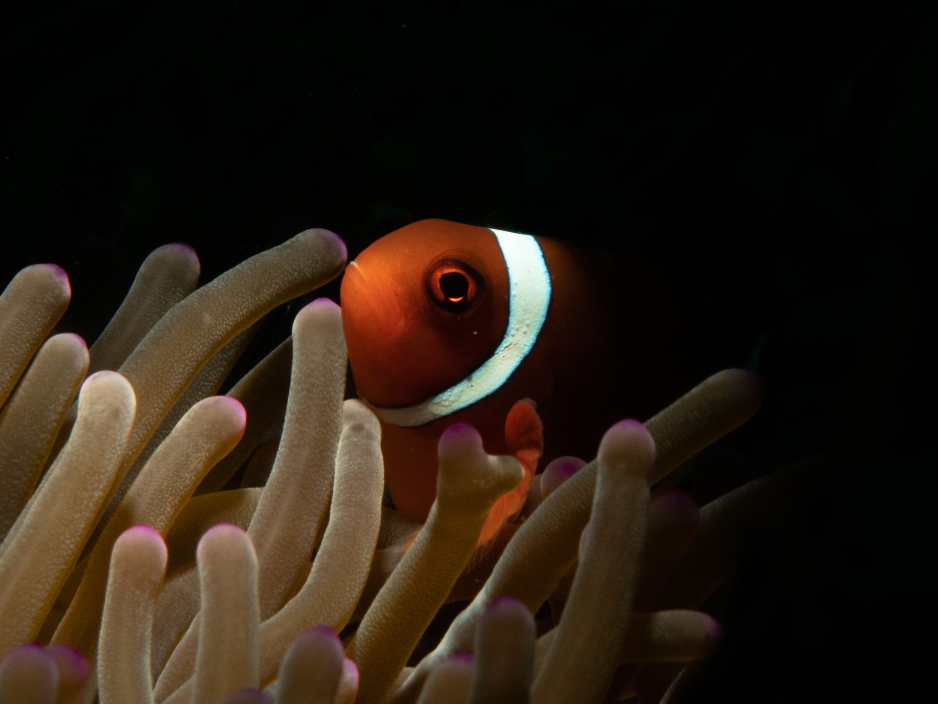 Murex House Reef photo 5