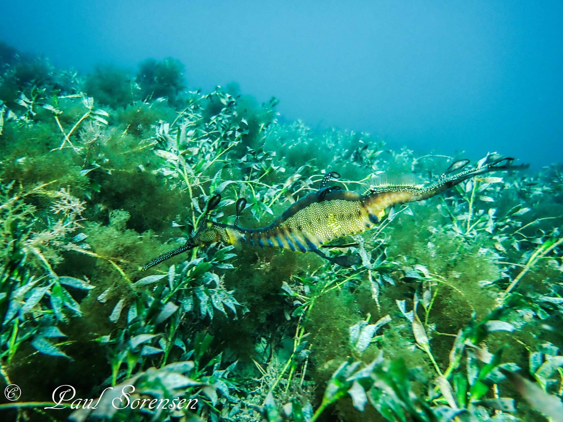 Flinders Pier photo 4