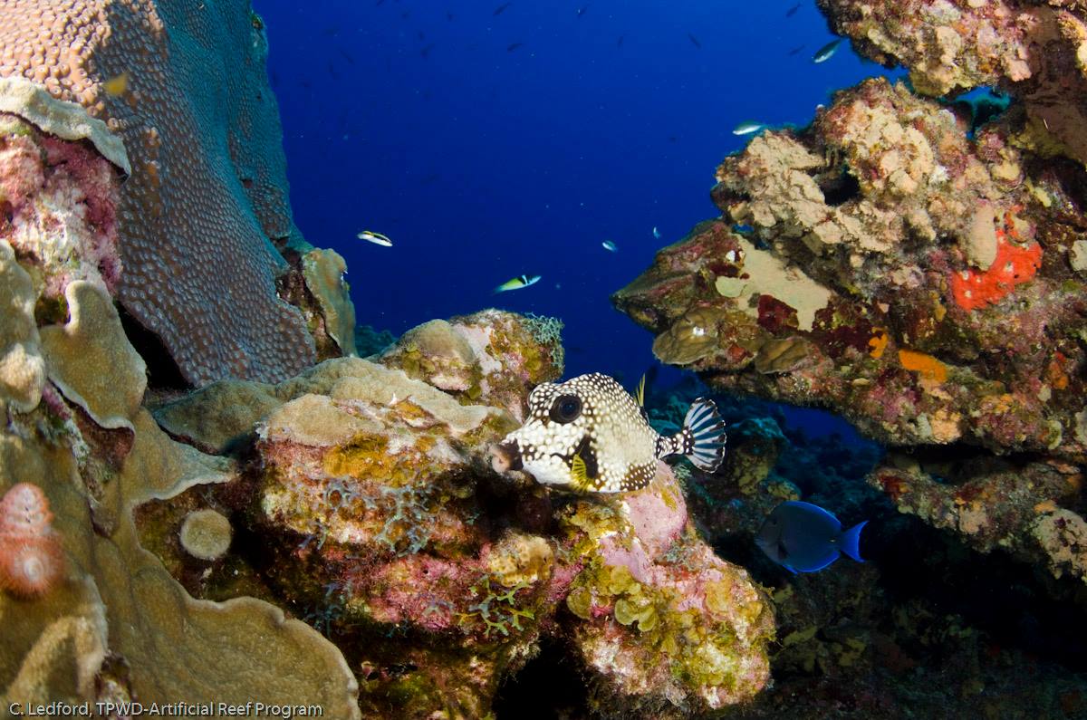 Flower Gardens Banks National Marine Sanctuary photo 22