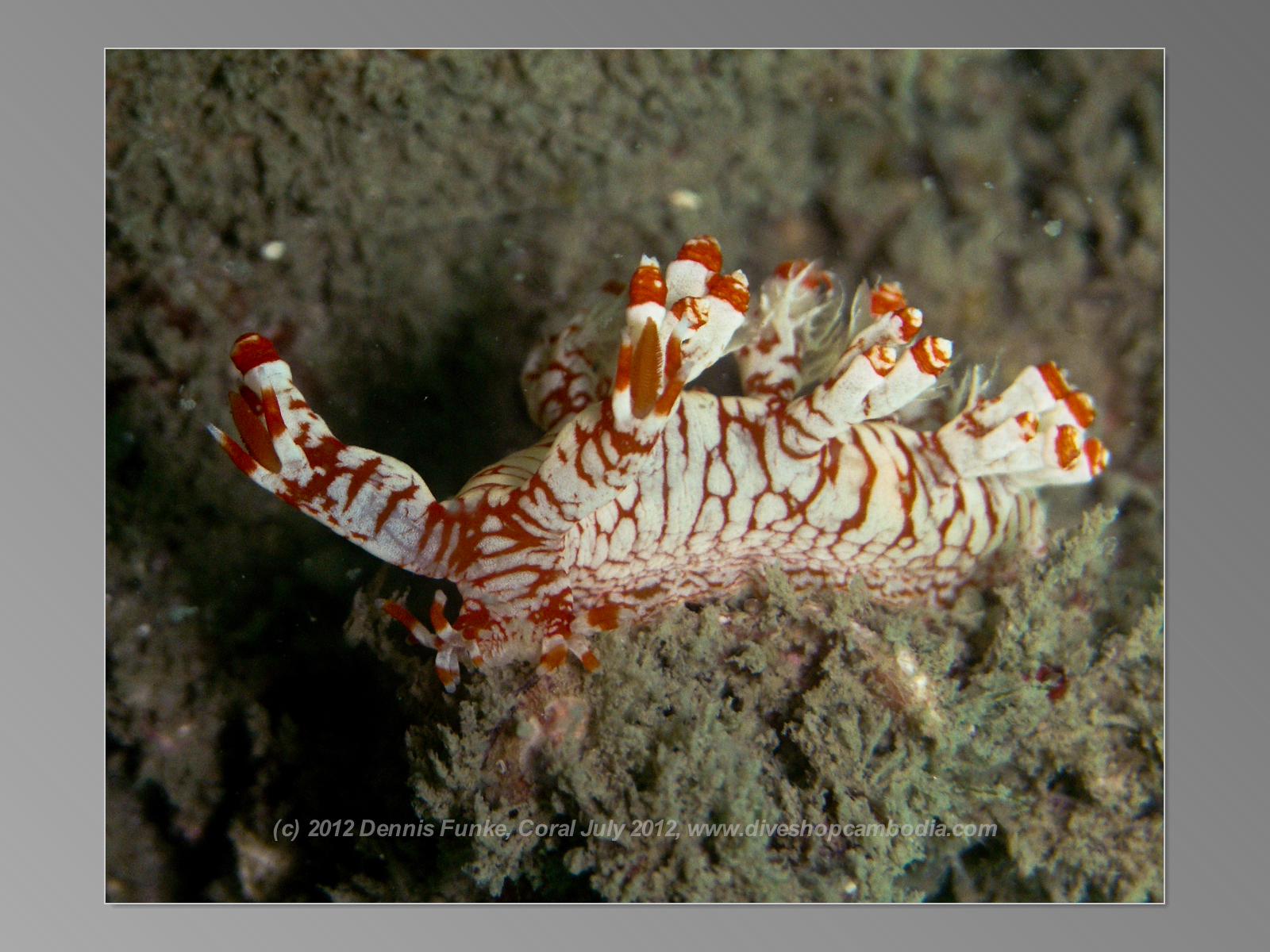 Coral Bay photo 2