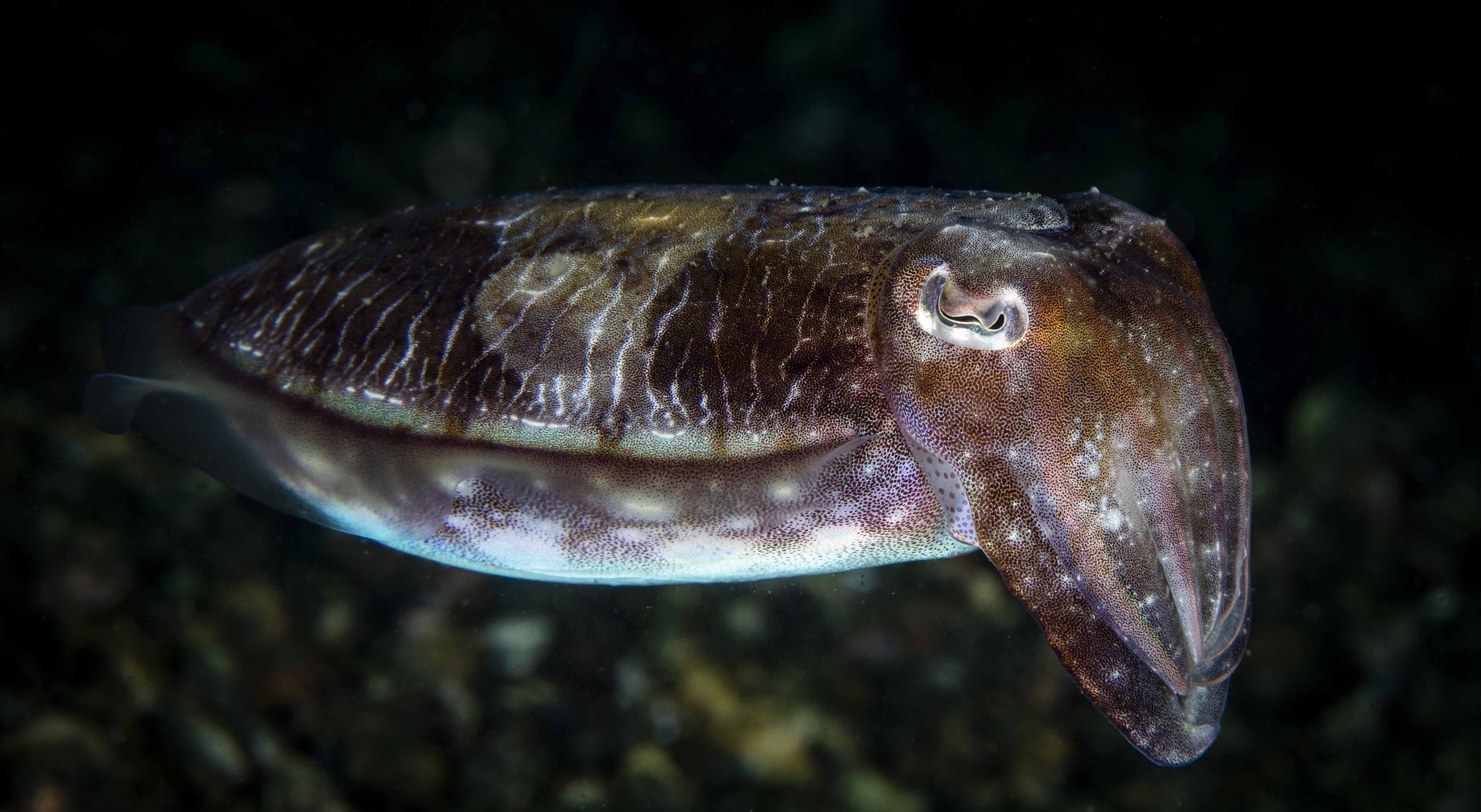 Blue Fish Point photo 5