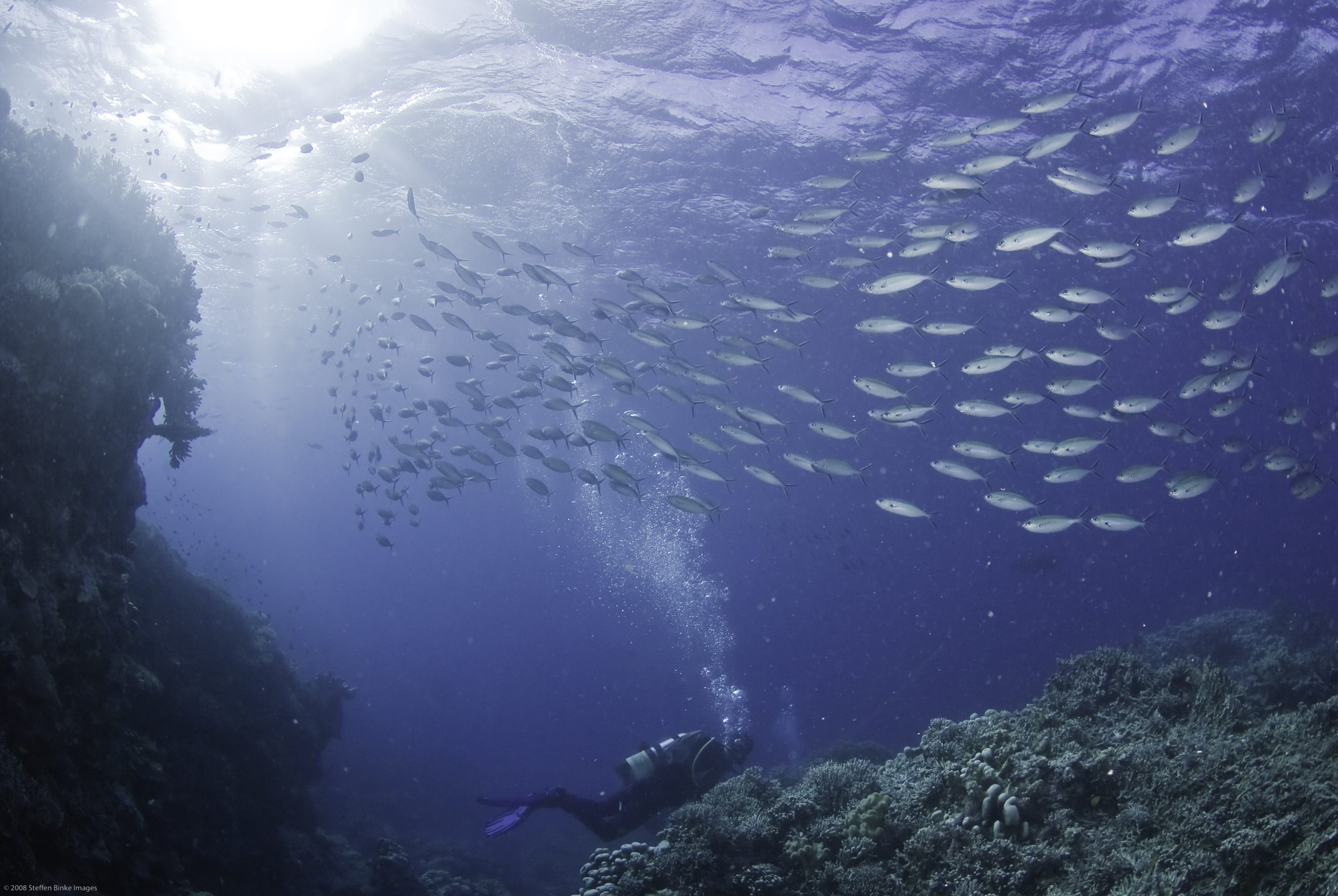 Coral Gardens photo 6