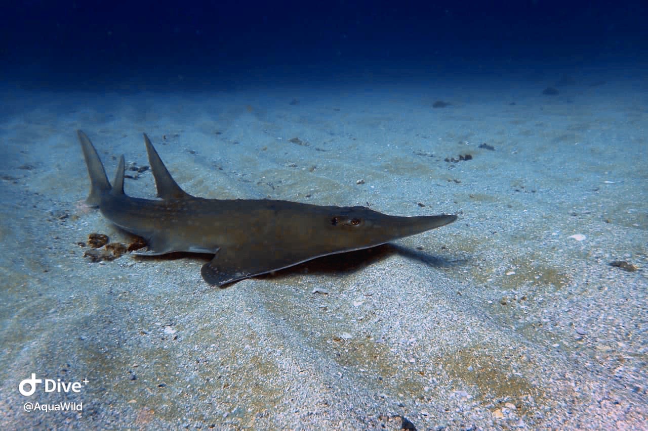 Aliwal Shoal Reef photo 5