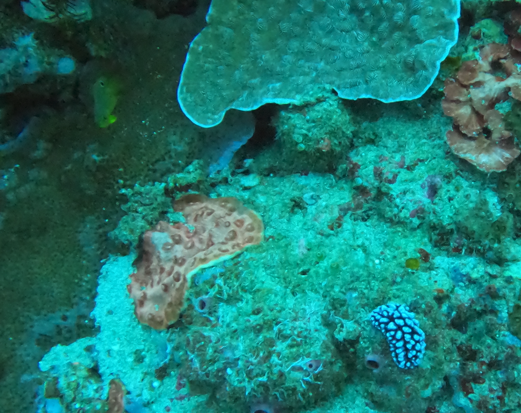 Coral Gardens 2 photo 2