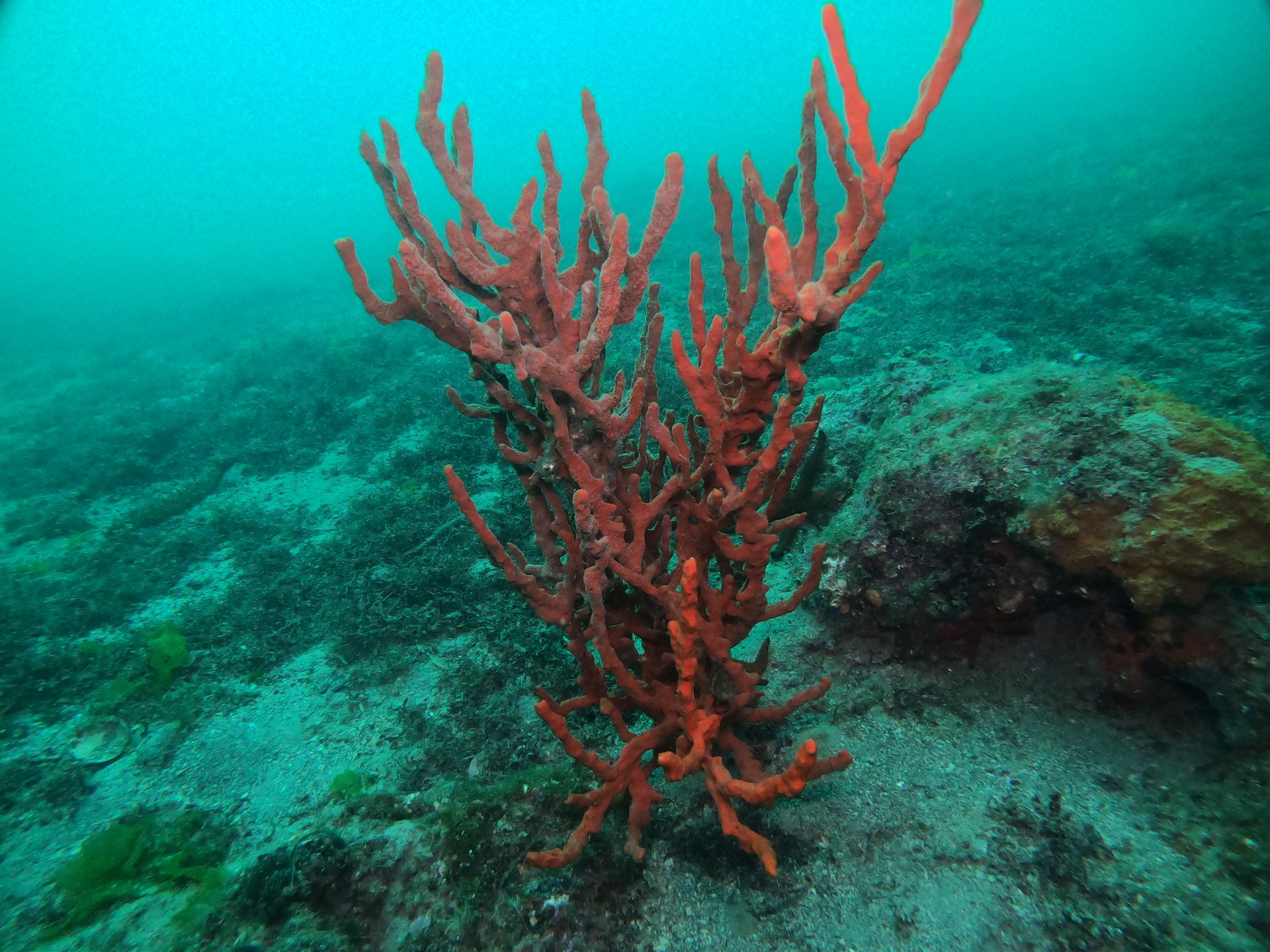 Hronia's Reef photo 9