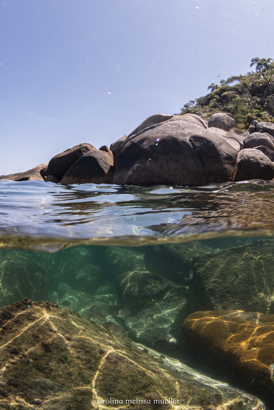 Ilha do Arvoredo - Engenho