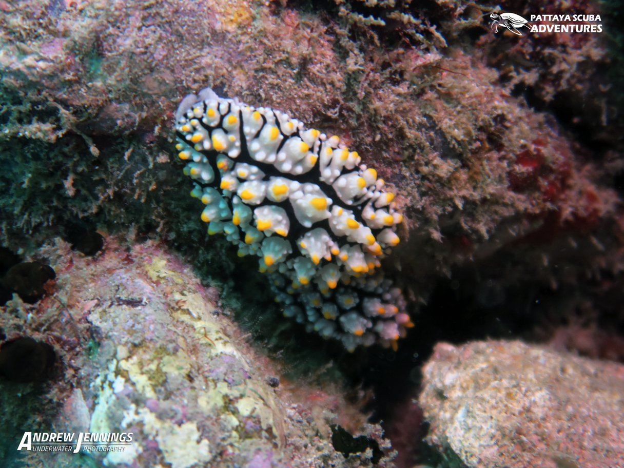 South point - Koh Larn photo 2