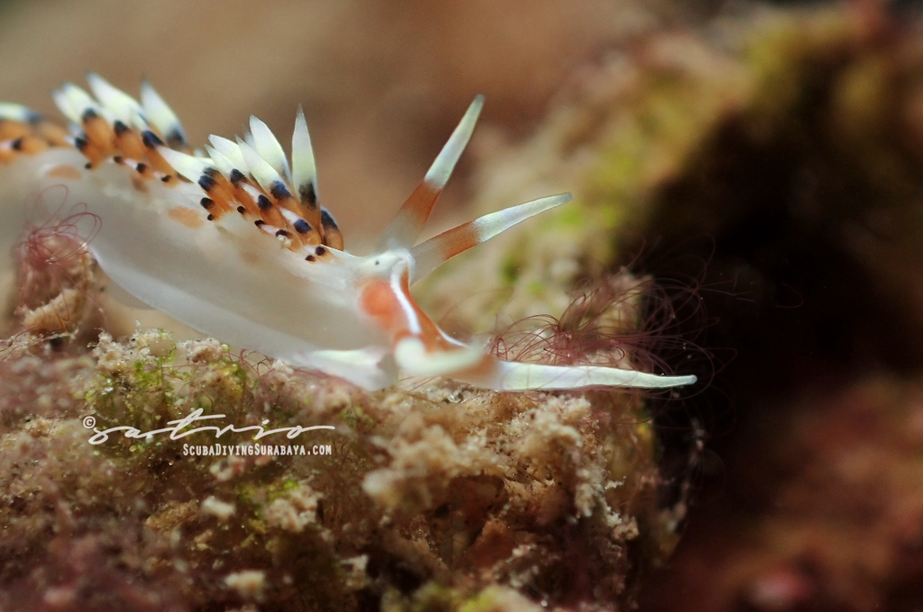 Pasir Putih Situbondo photo 3