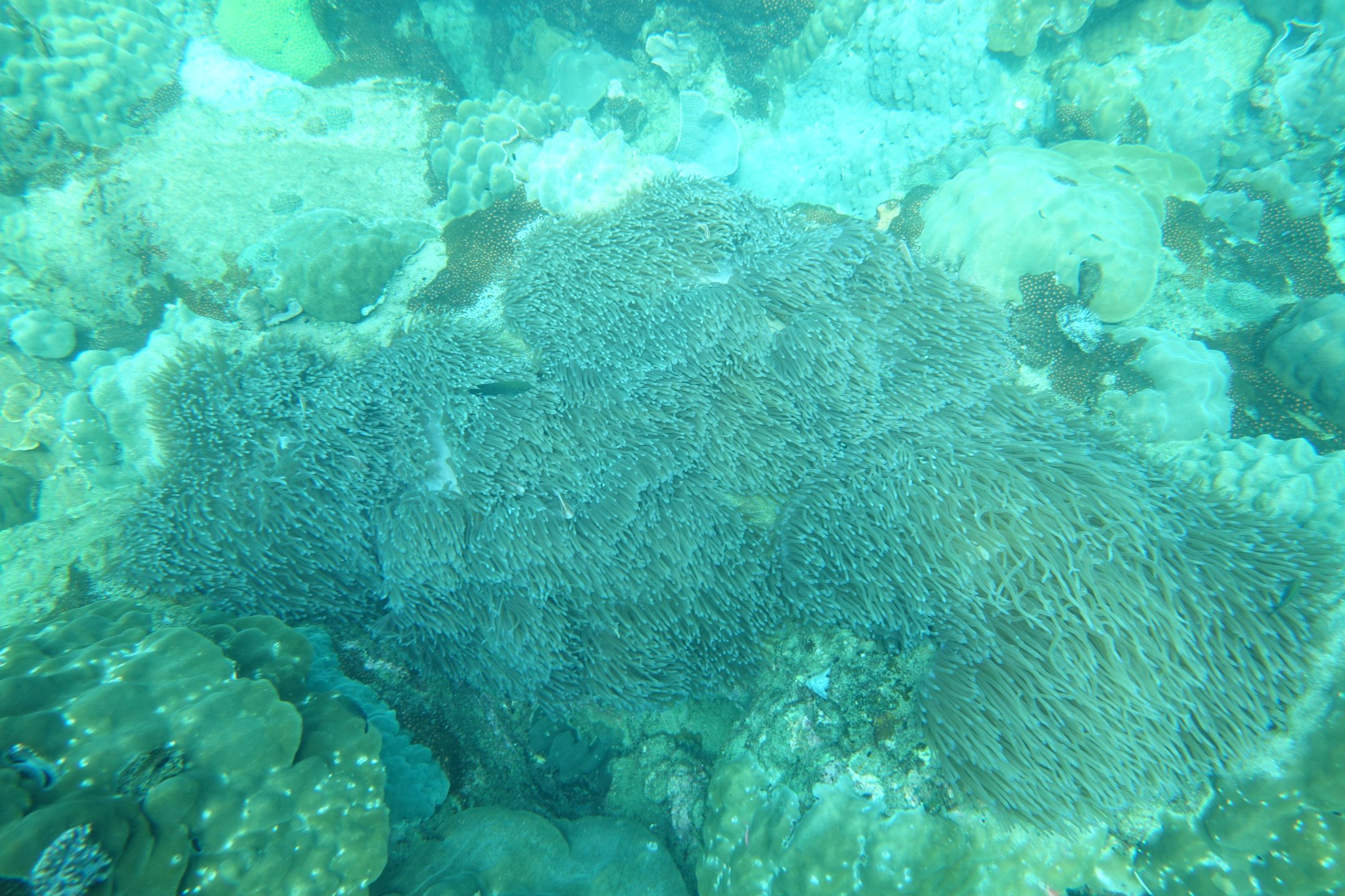 Turtle Island photo 3