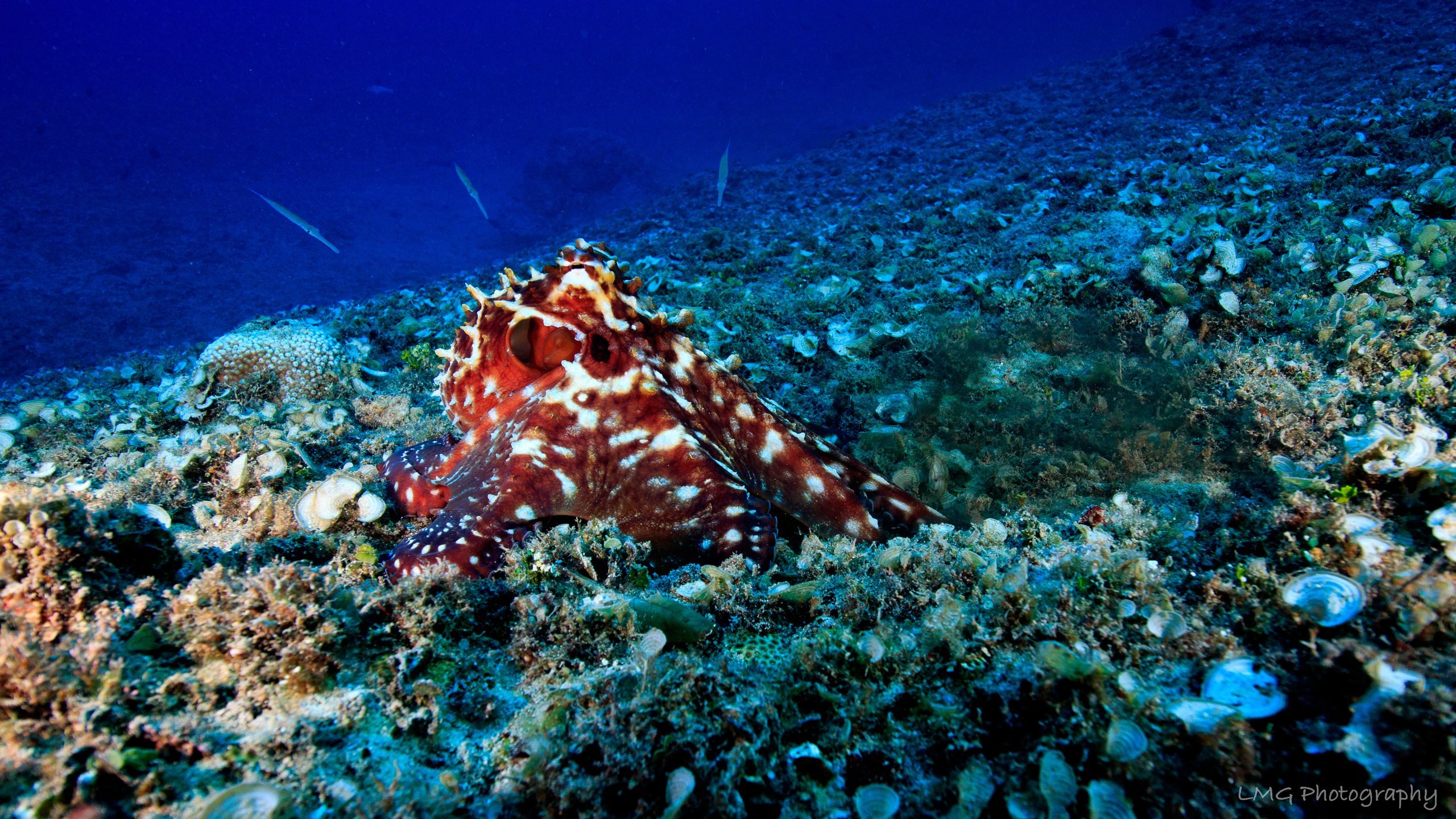 Octopus Reef