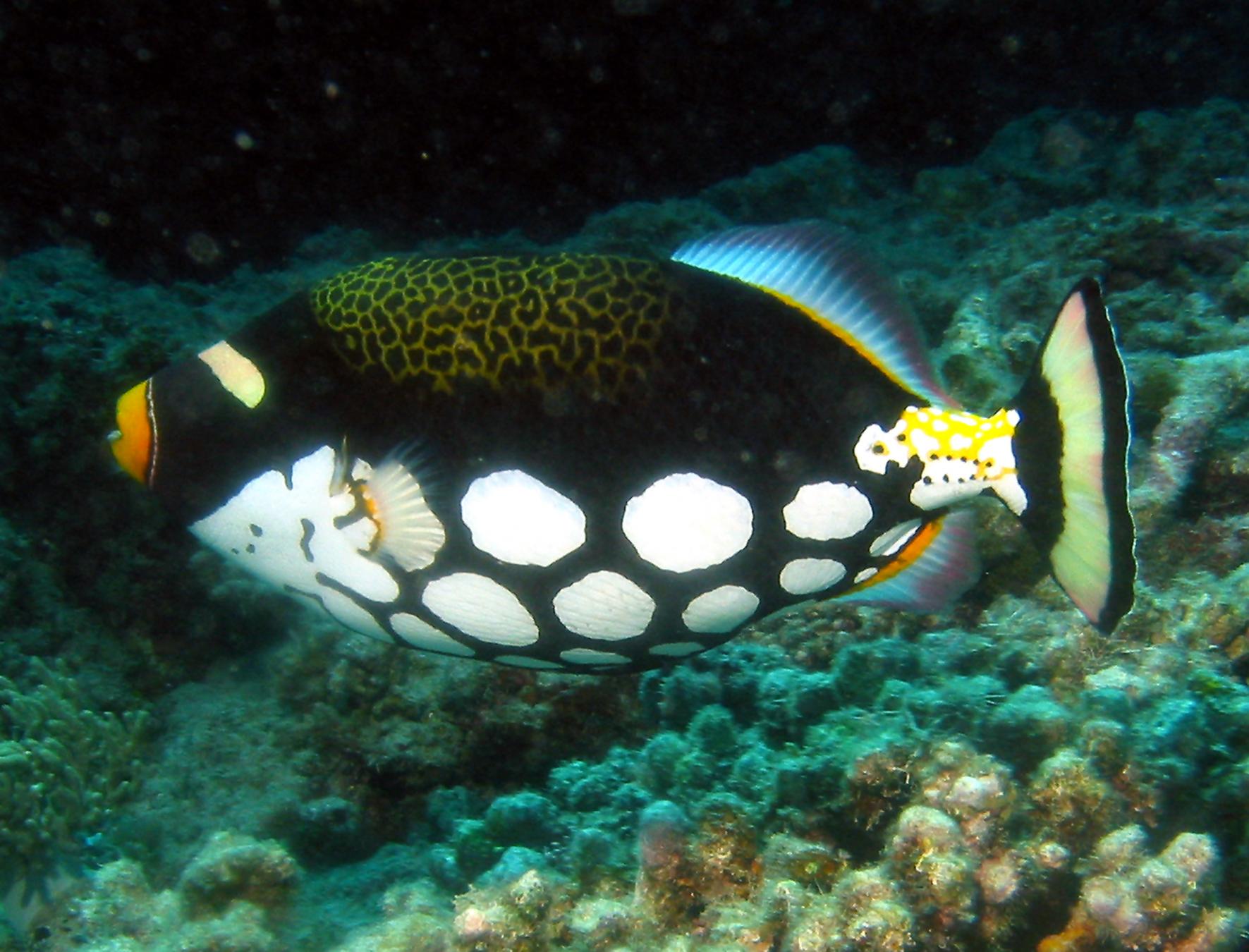 Flynn Reef photo 3