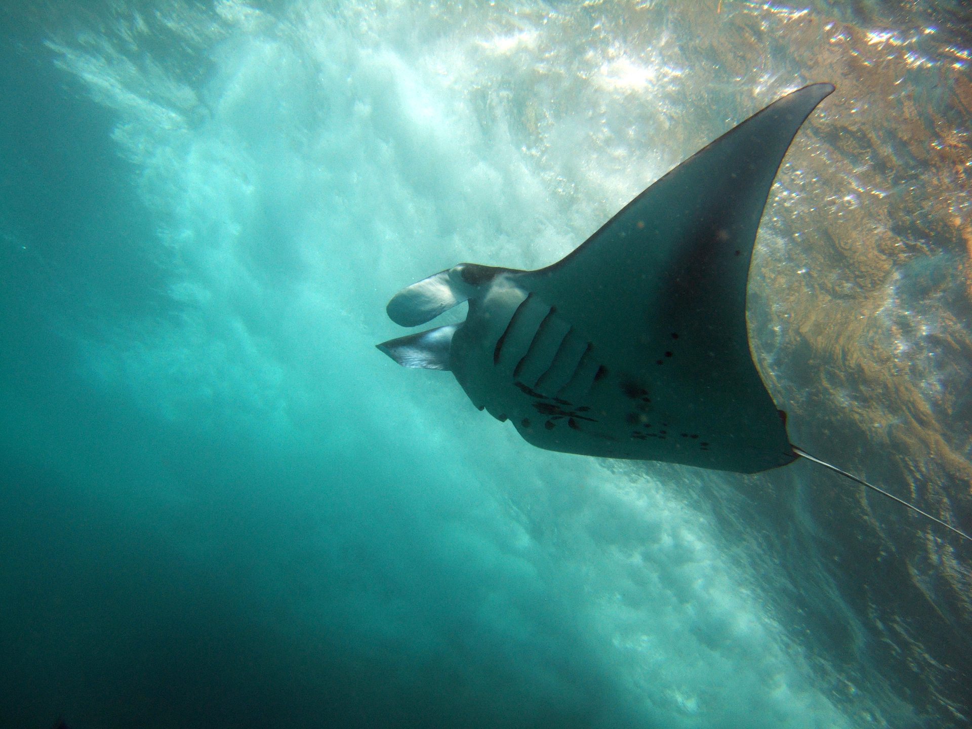 Manta Point