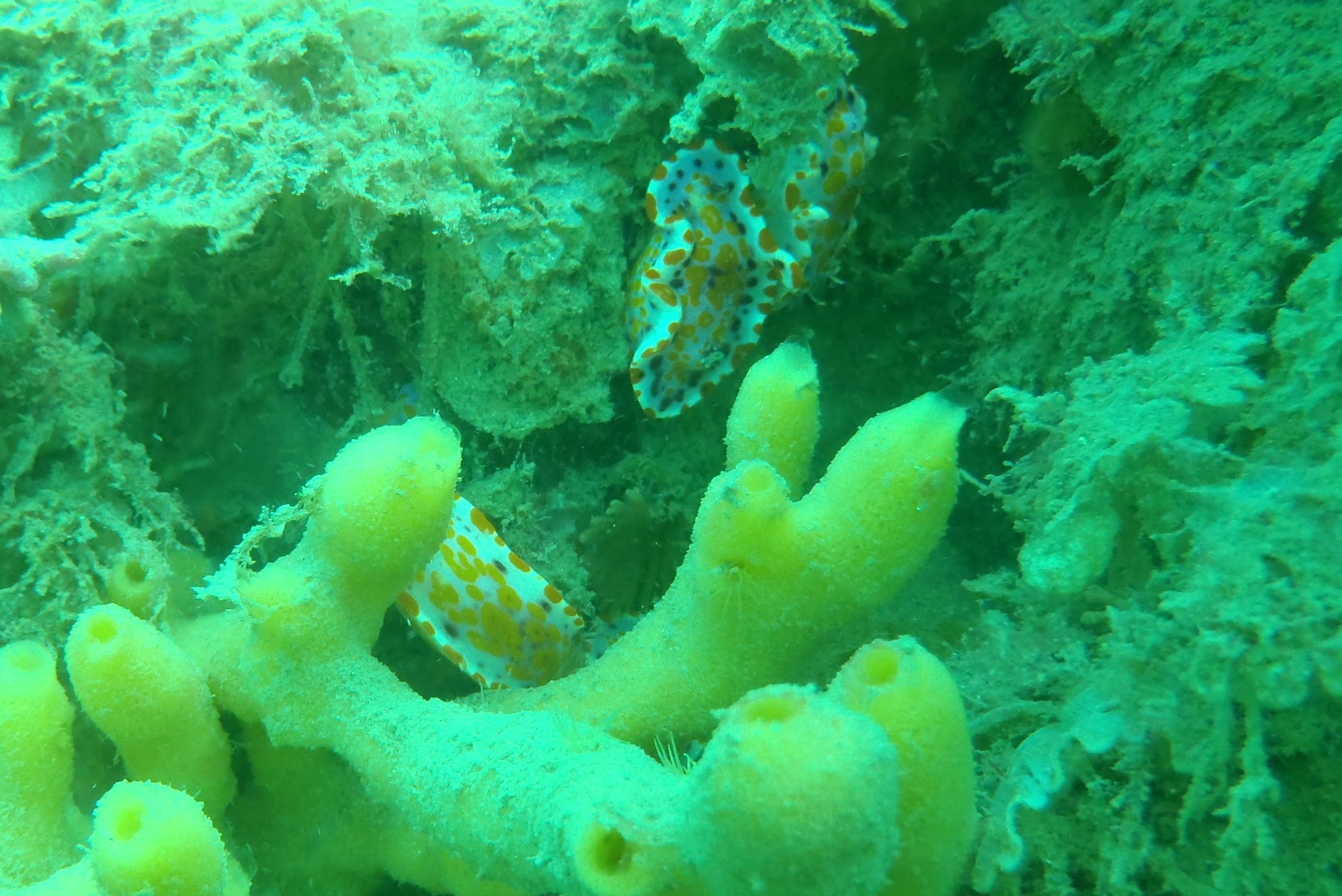 Warrnambool Breakwater, inside photo 6