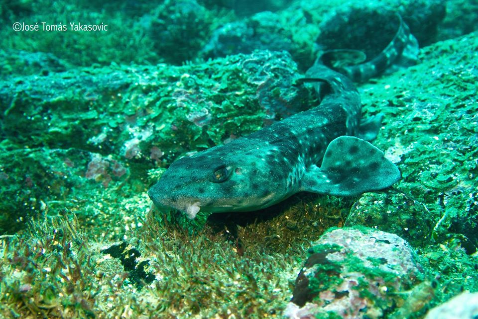 Mola Mola photo 4