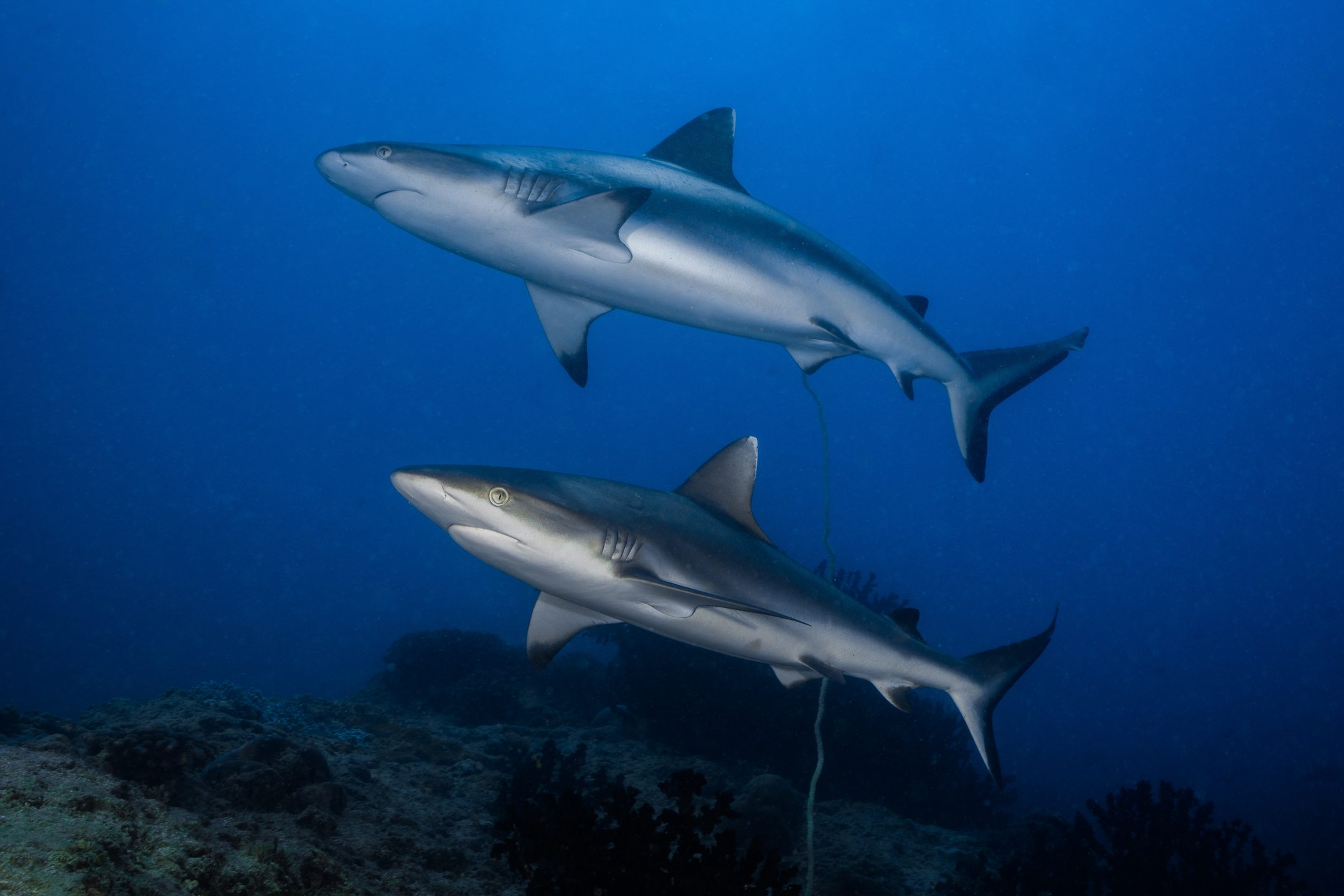 Two Mile Reef photo 5