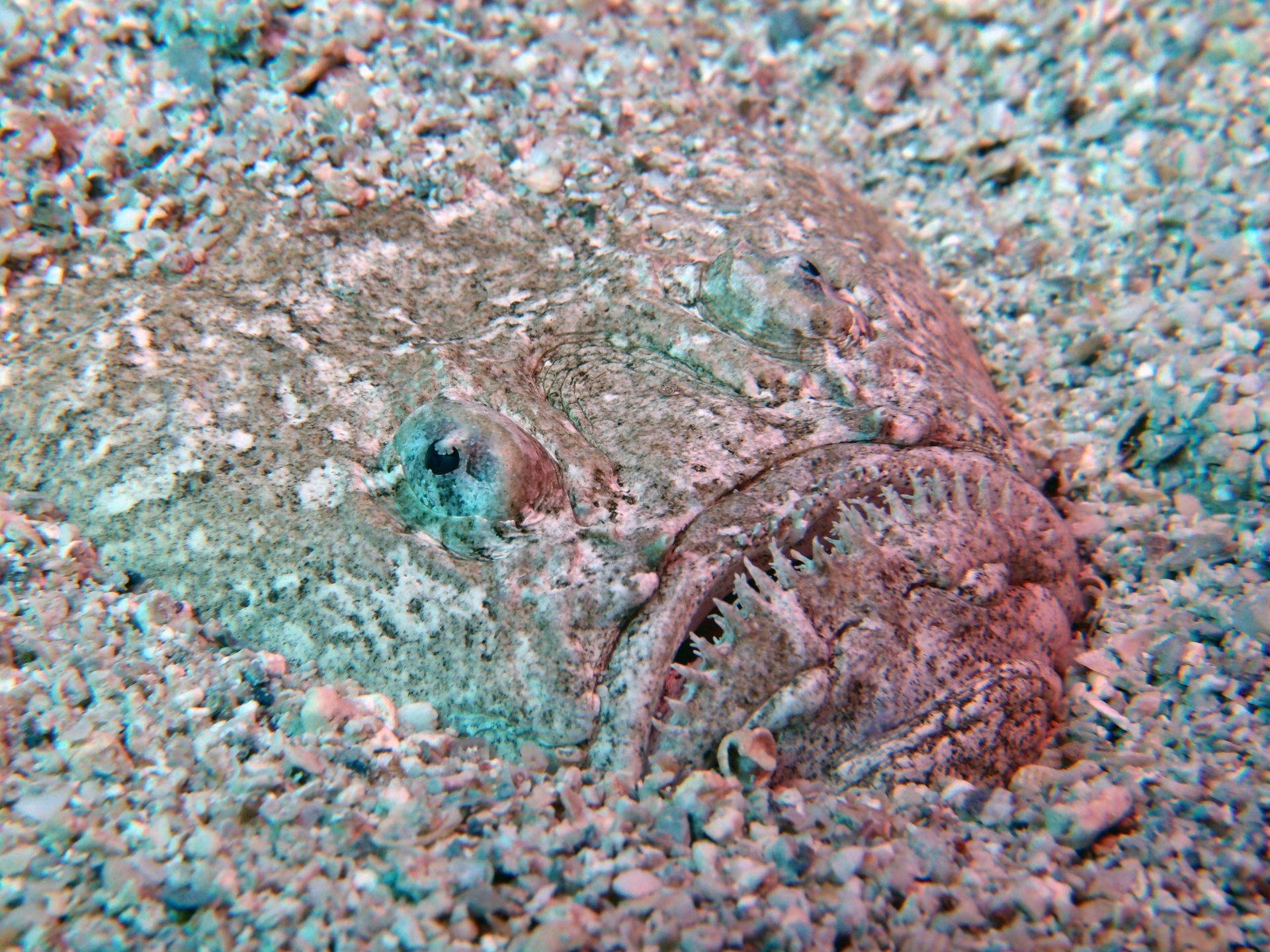 Zaporinovac photo 3