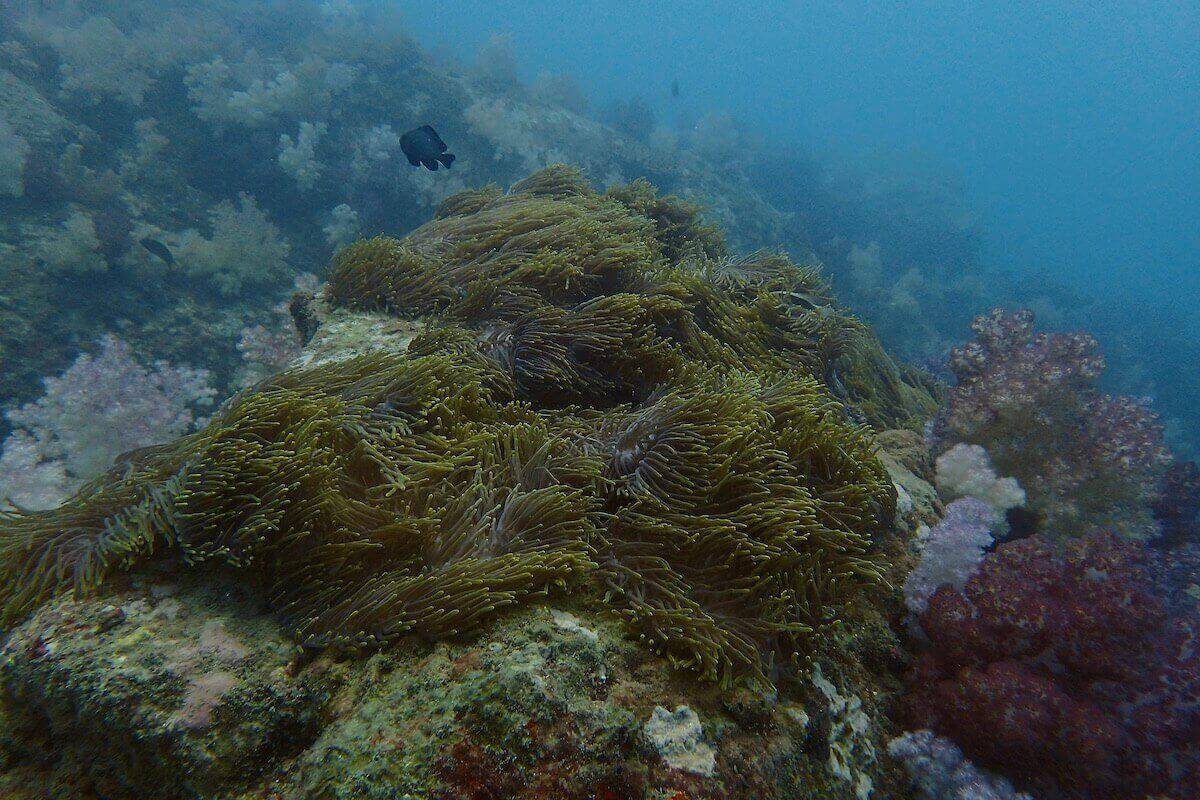 Buddha Island photo 5