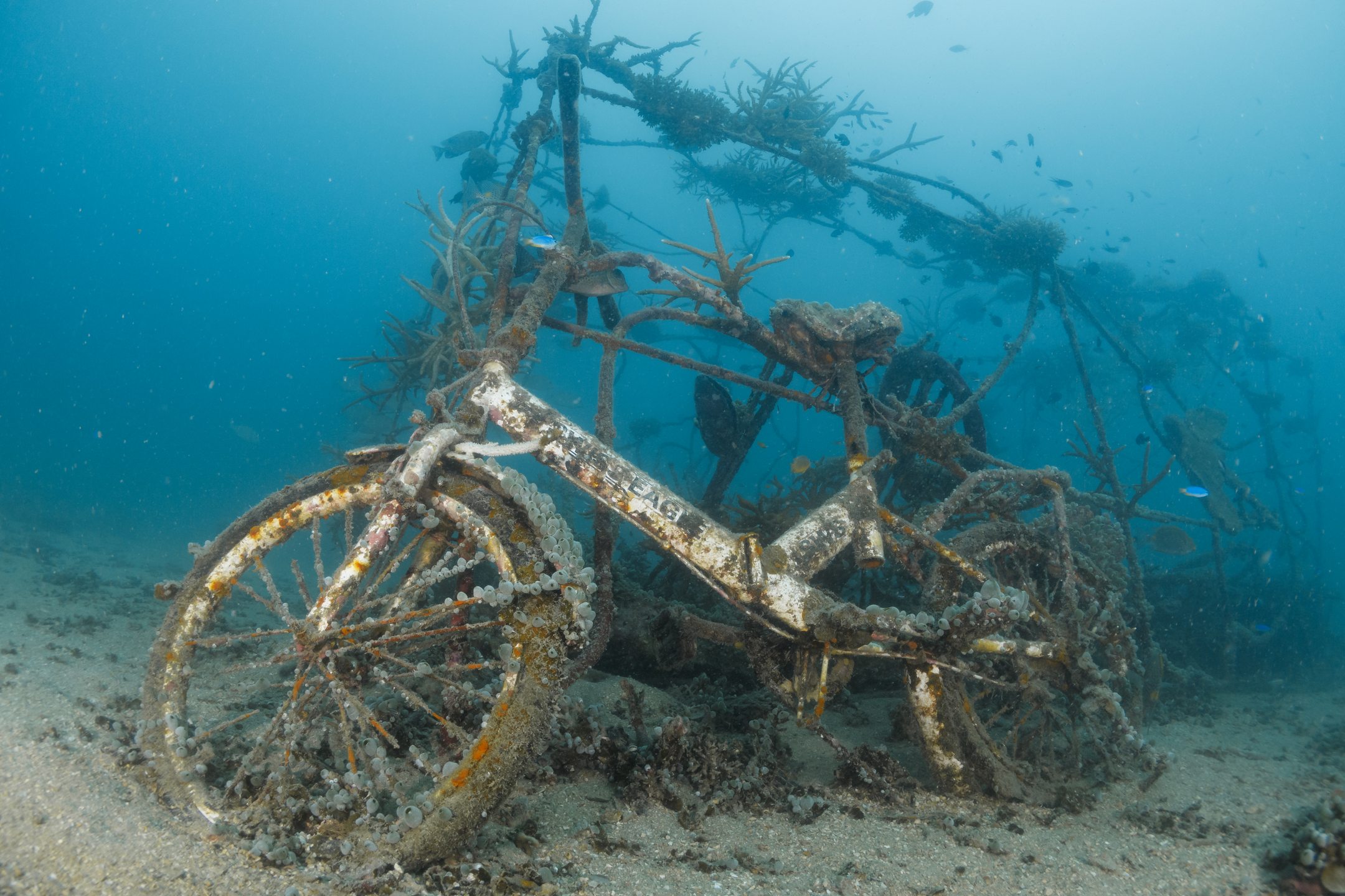 Junkyard Reef photo 8