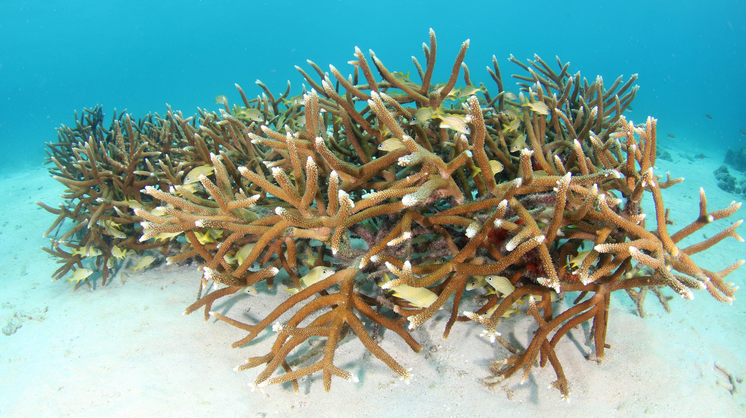 Stella Maris (Ocean Encounters House Reef) photo 6