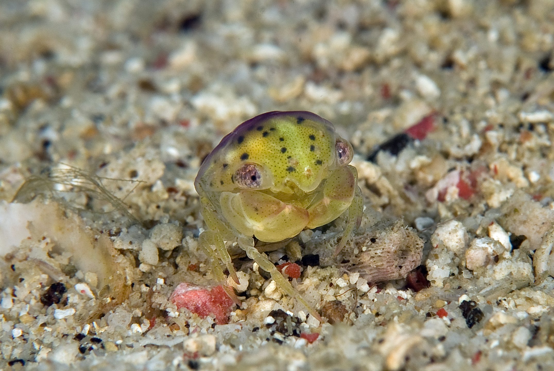 The Seagrass photo 6