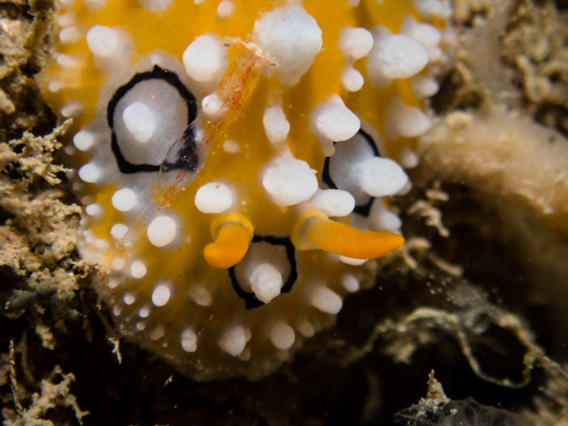 Pulau Hantu photo 7