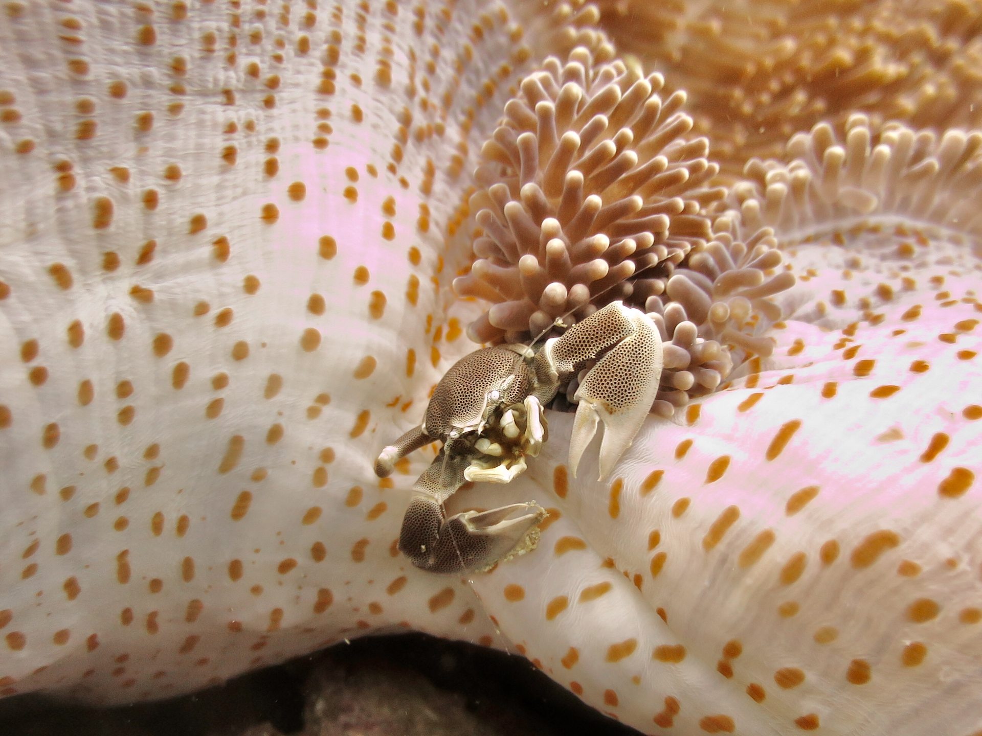 Danii's Reef photo 3