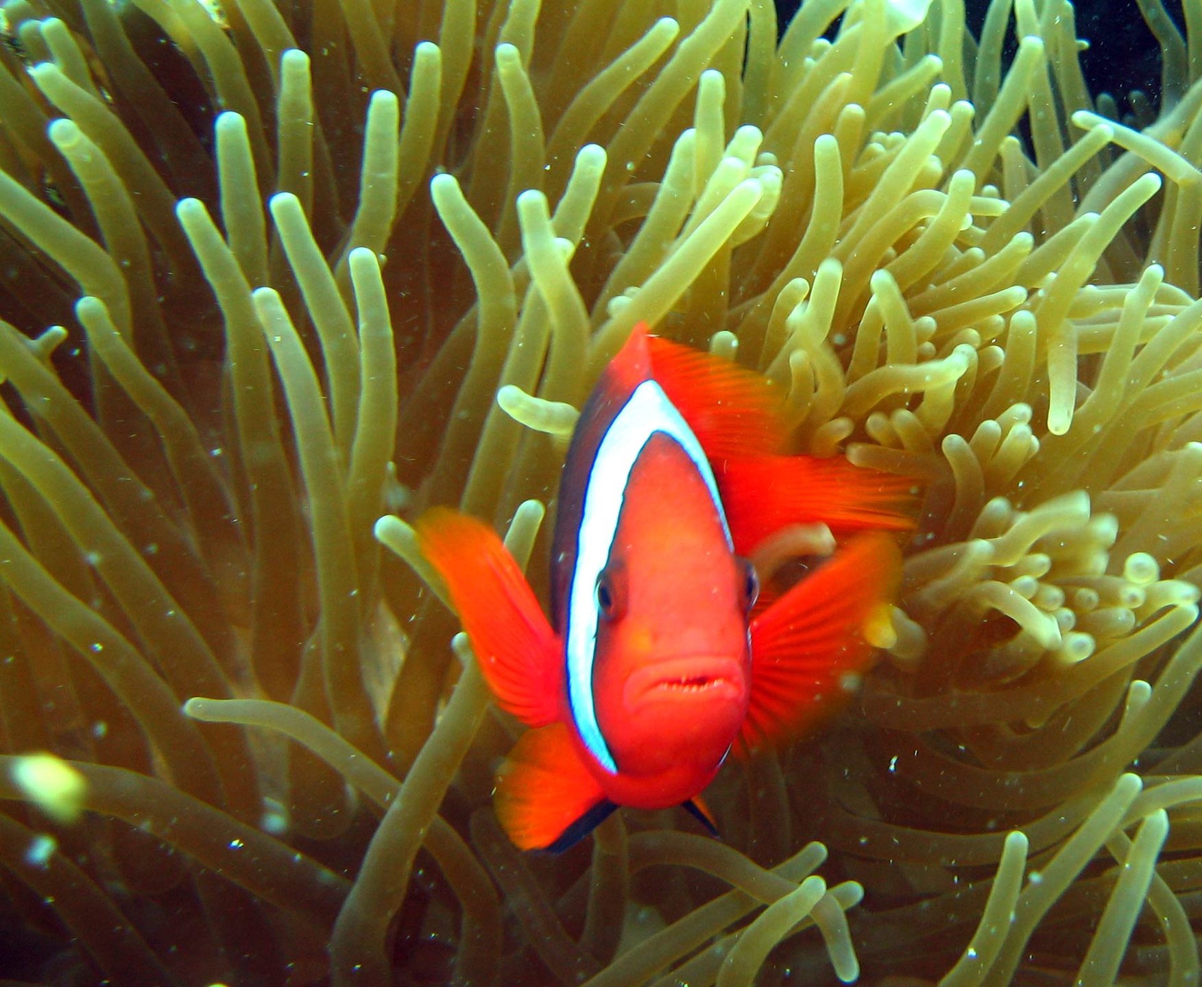 7 Seas Reef