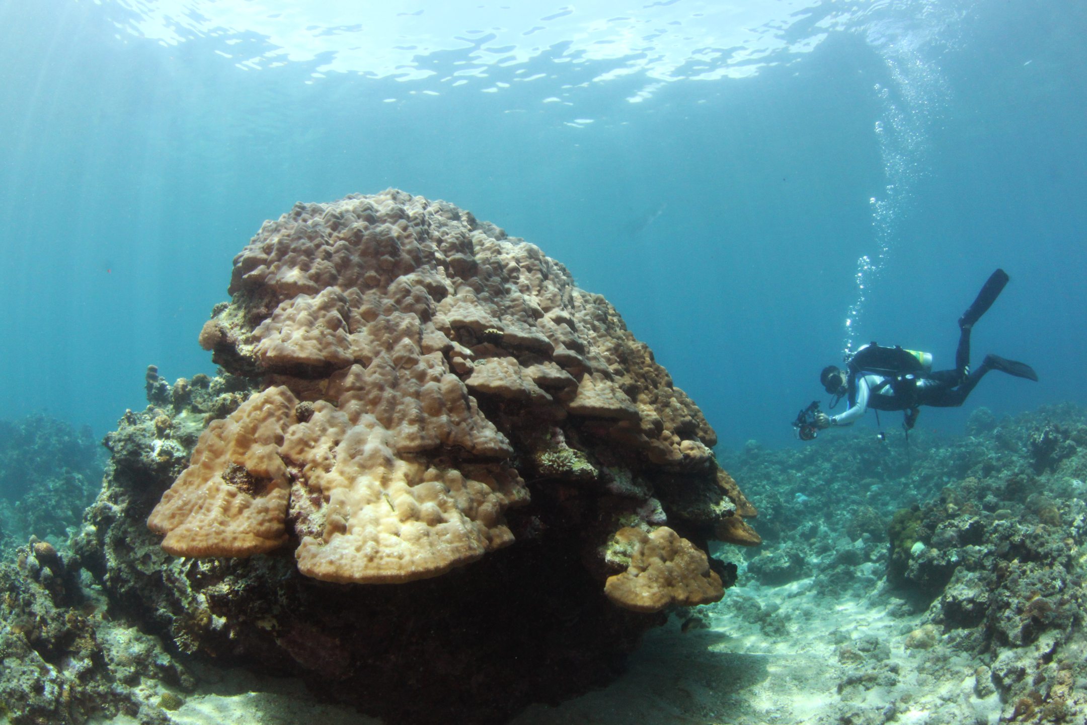 Portulano House Reef