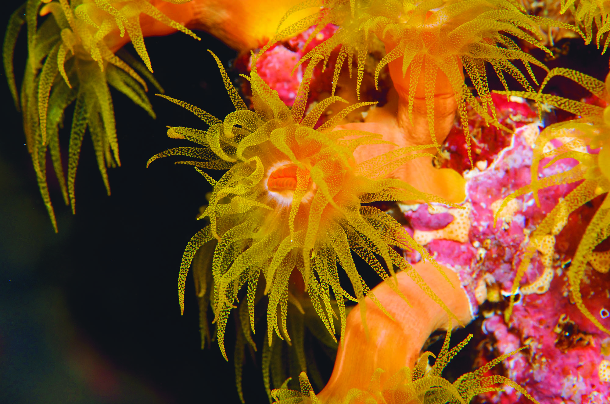 Hastings Reef photo 4