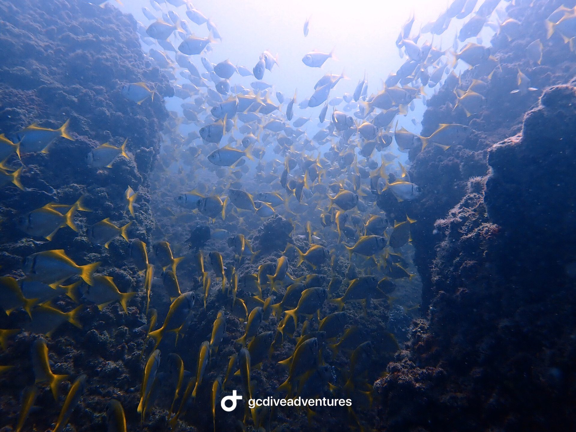 Palm Beach Reef photo 5
