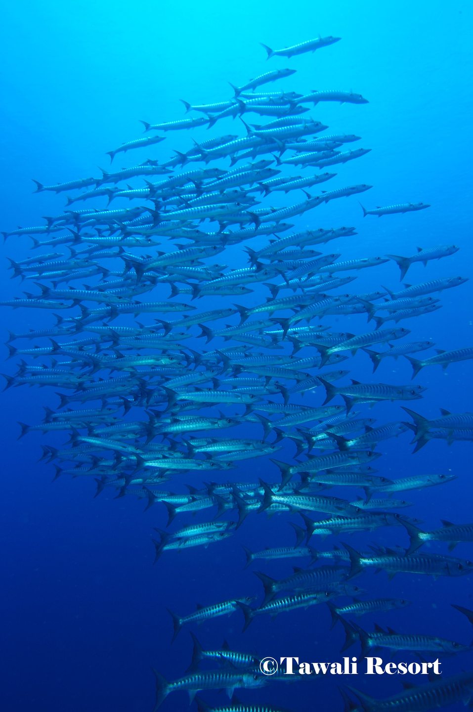 Barracuda Point