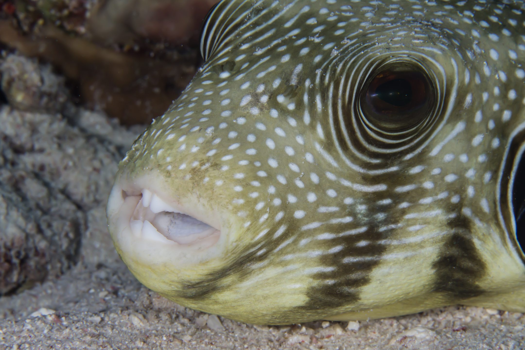 Thomas Reef - Straits of Tiran photo 3