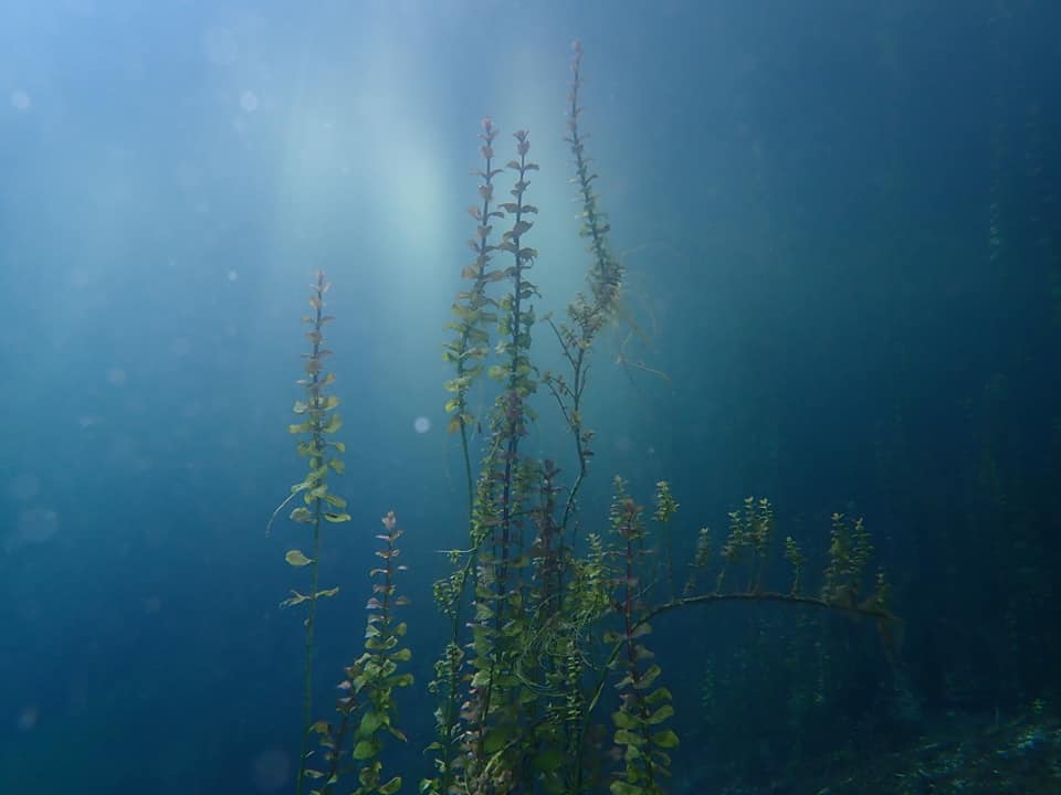 Echinger Weiher photo 7