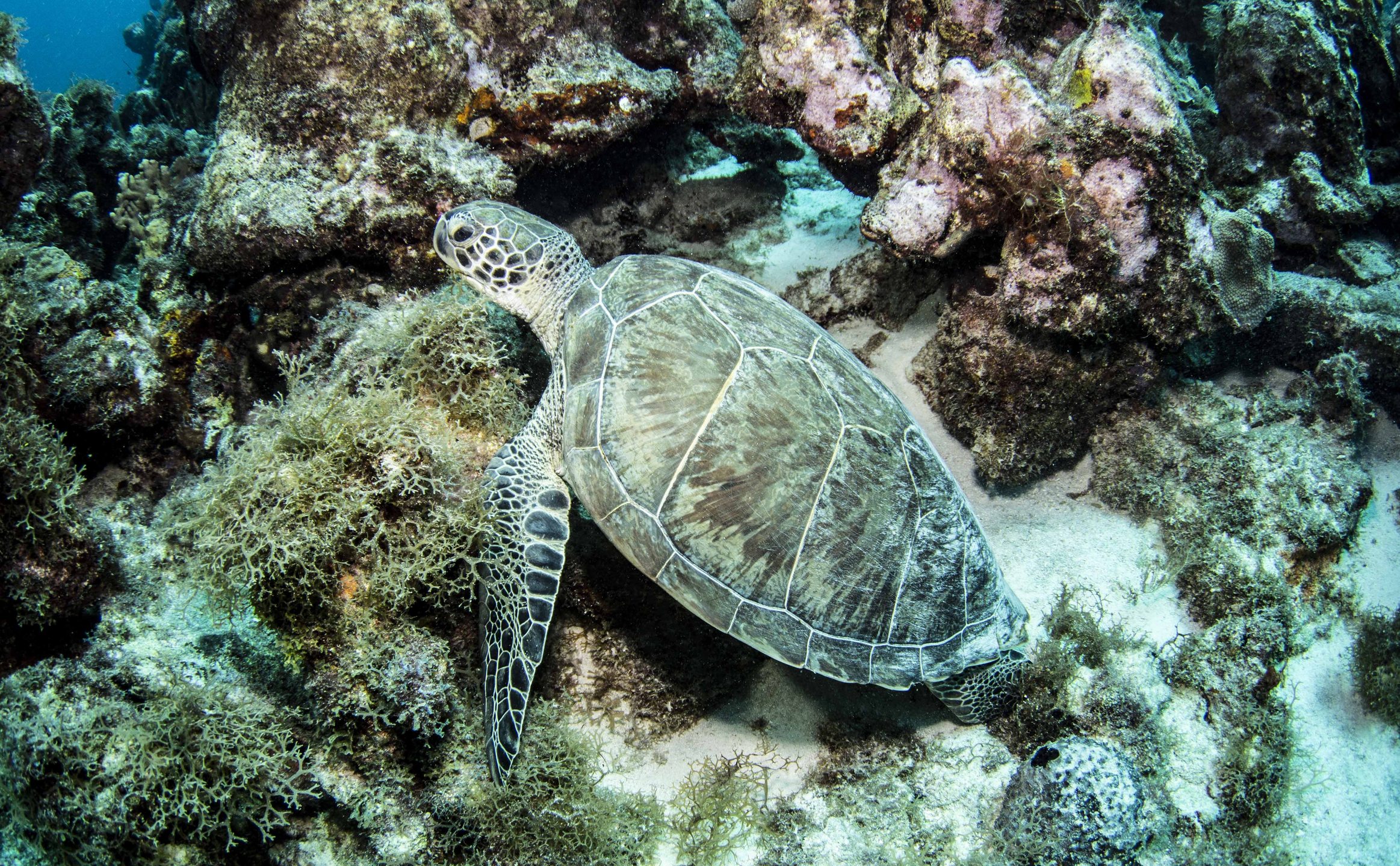 Turtle Rock photo 2
