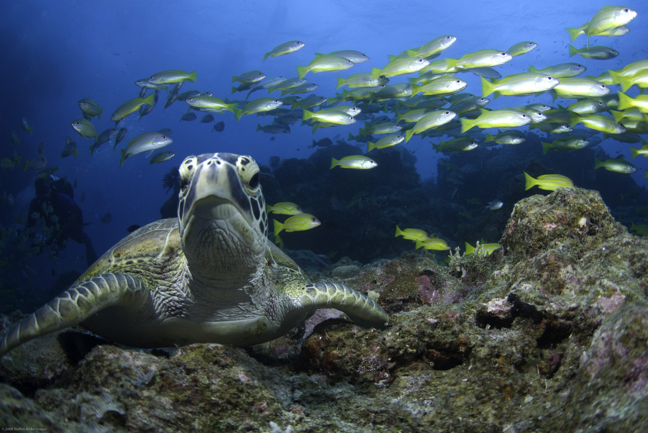 Thetford Reef photo 4